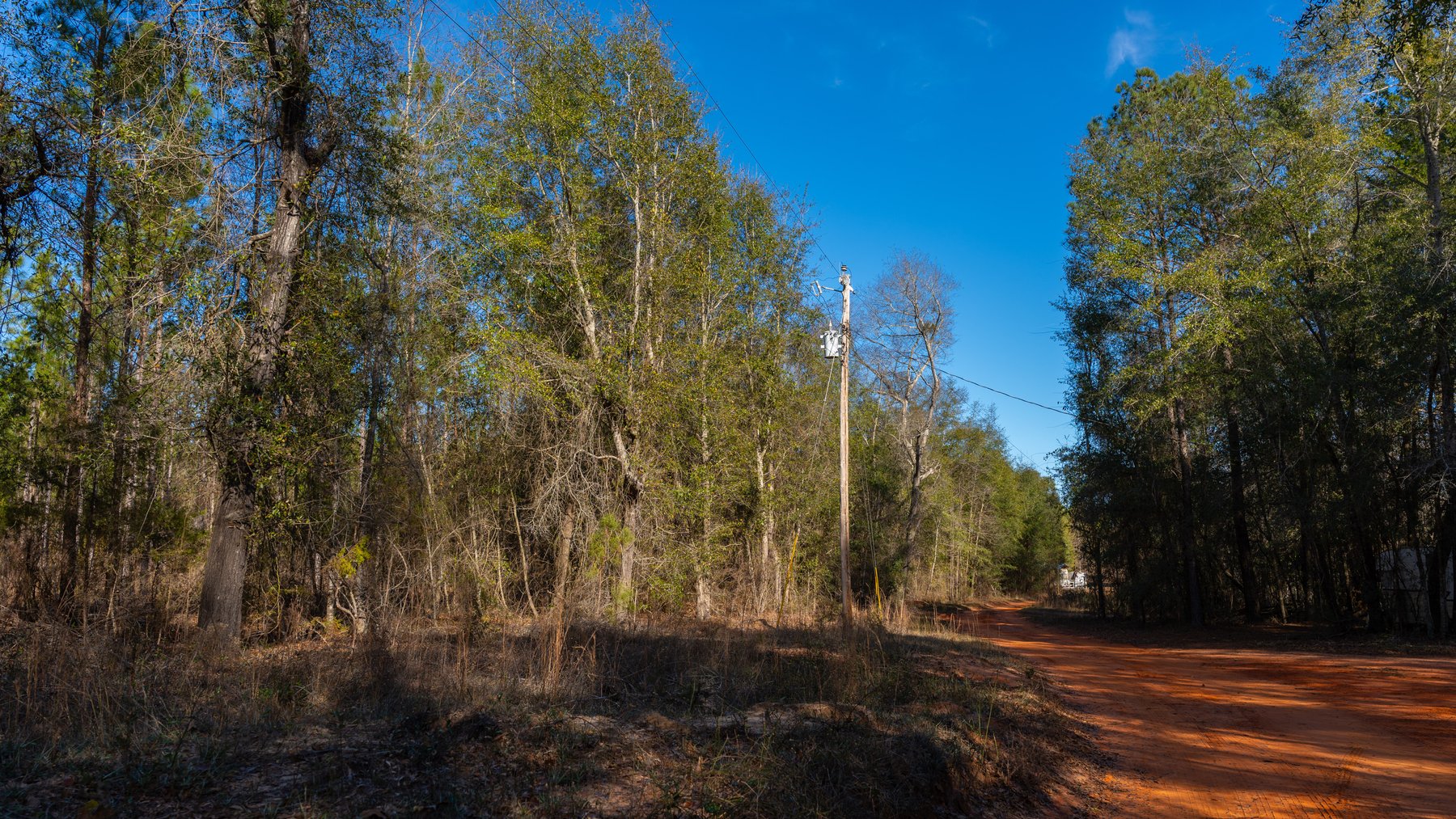 Image for 775± Total Acres - King Tract - Premium Plantation Pines - Large Timber Investment - Choctahatchee Creek Frontage