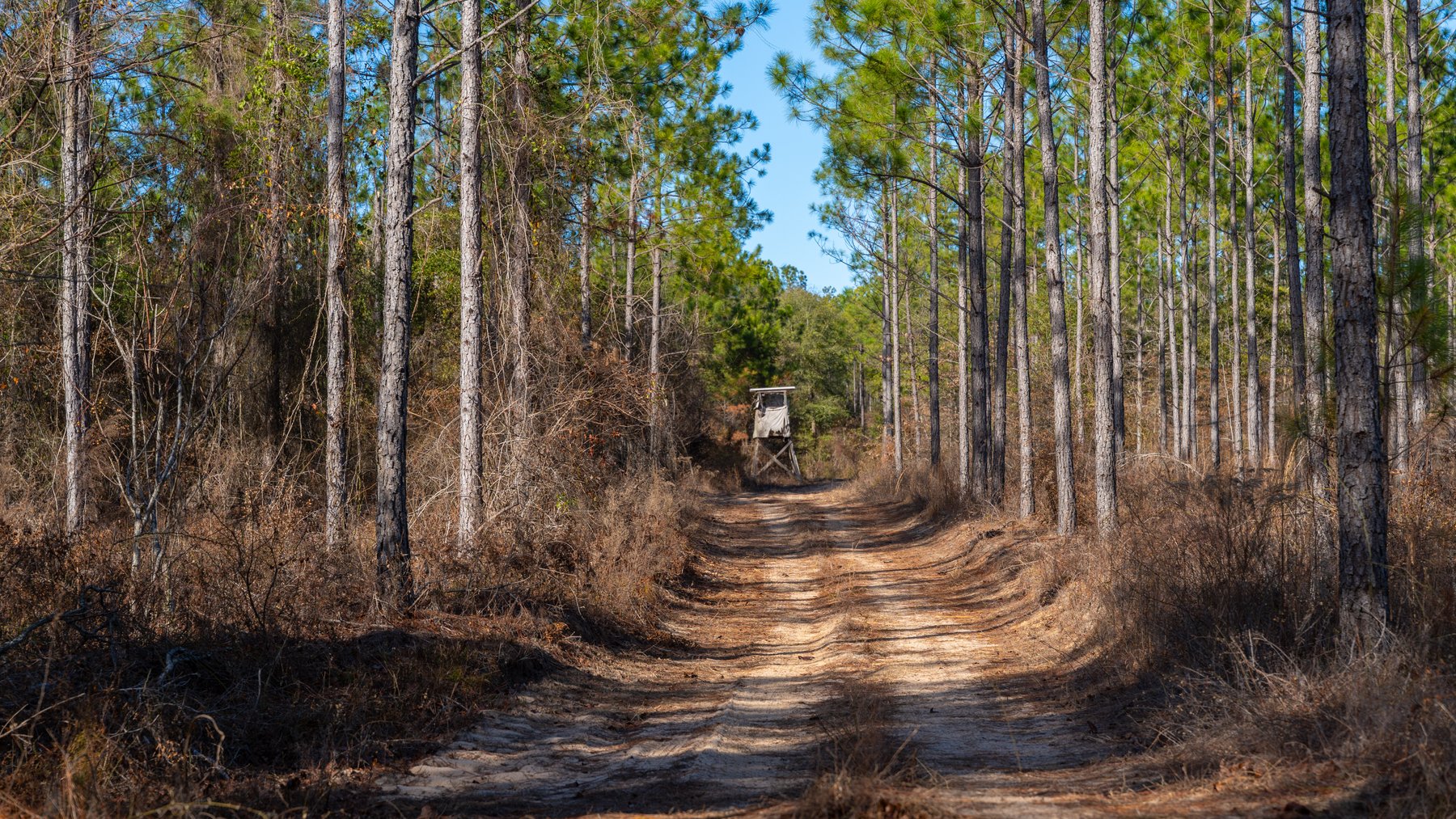 Image for 775± Total Acres - King Tract - Premium Plantation Pines - Large Timber Investment - Choctahatchee Creek Frontage