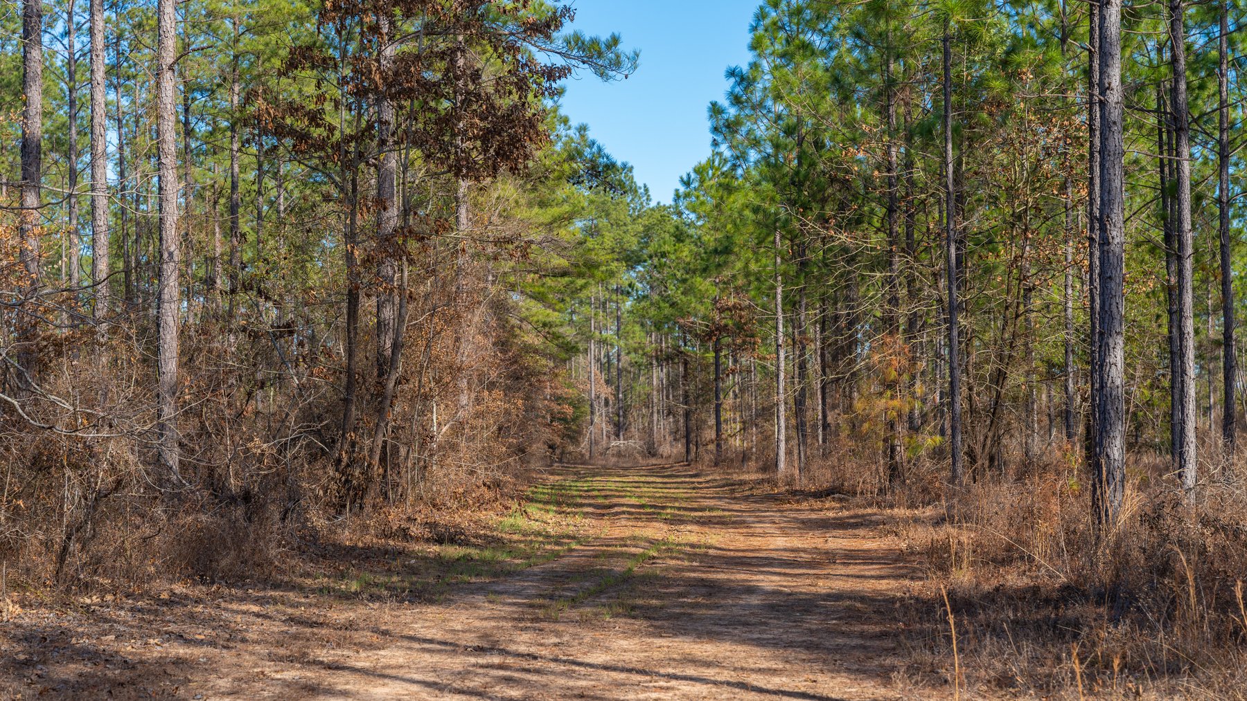 Image for 775± Total Acres - King Tract - Premium Plantation Pines - Large Timber Investment - Choctahatchee Creek Frontage