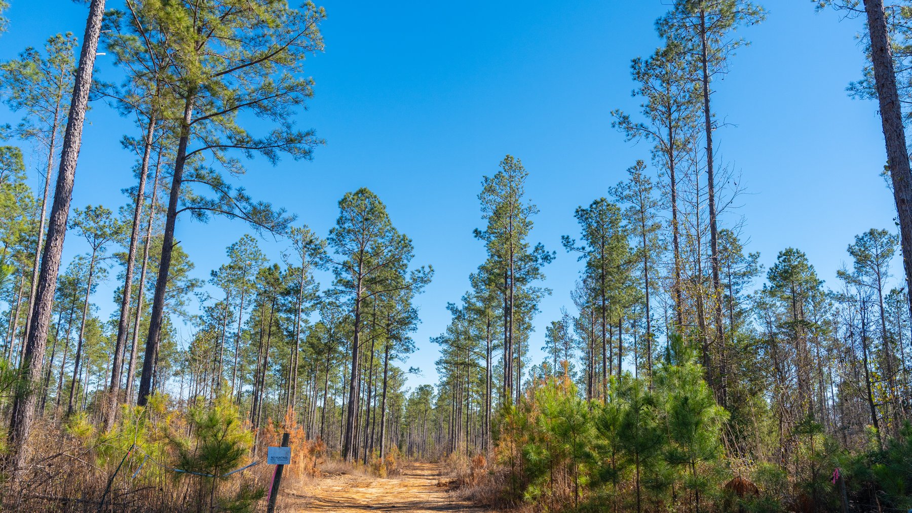 Image for 775± Total Acres - King Tract - Premium Plantation Pines - Large Timber Investment - Choctahatchee Creek Frontage