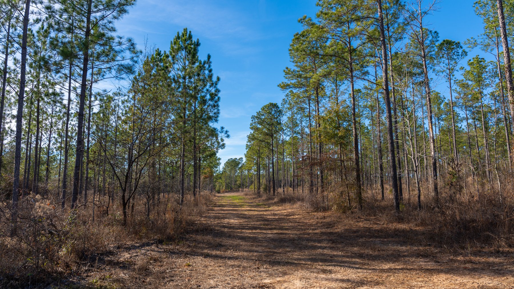 Image for 775± Total Acres - King Tract - Premium Plantation Pines - Large Timber Investment - Choctahatchee Creek Frontage