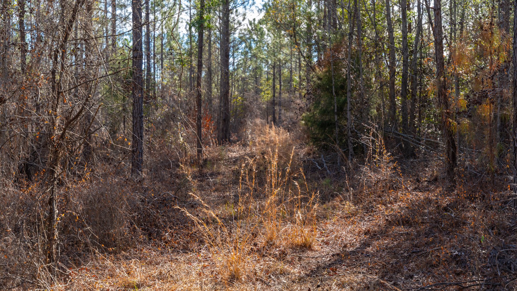 Image for 775± Total Acres - King Tract - Premium Plantation Pines - Large Timber Investment - Choctahatchee Creek Frontage