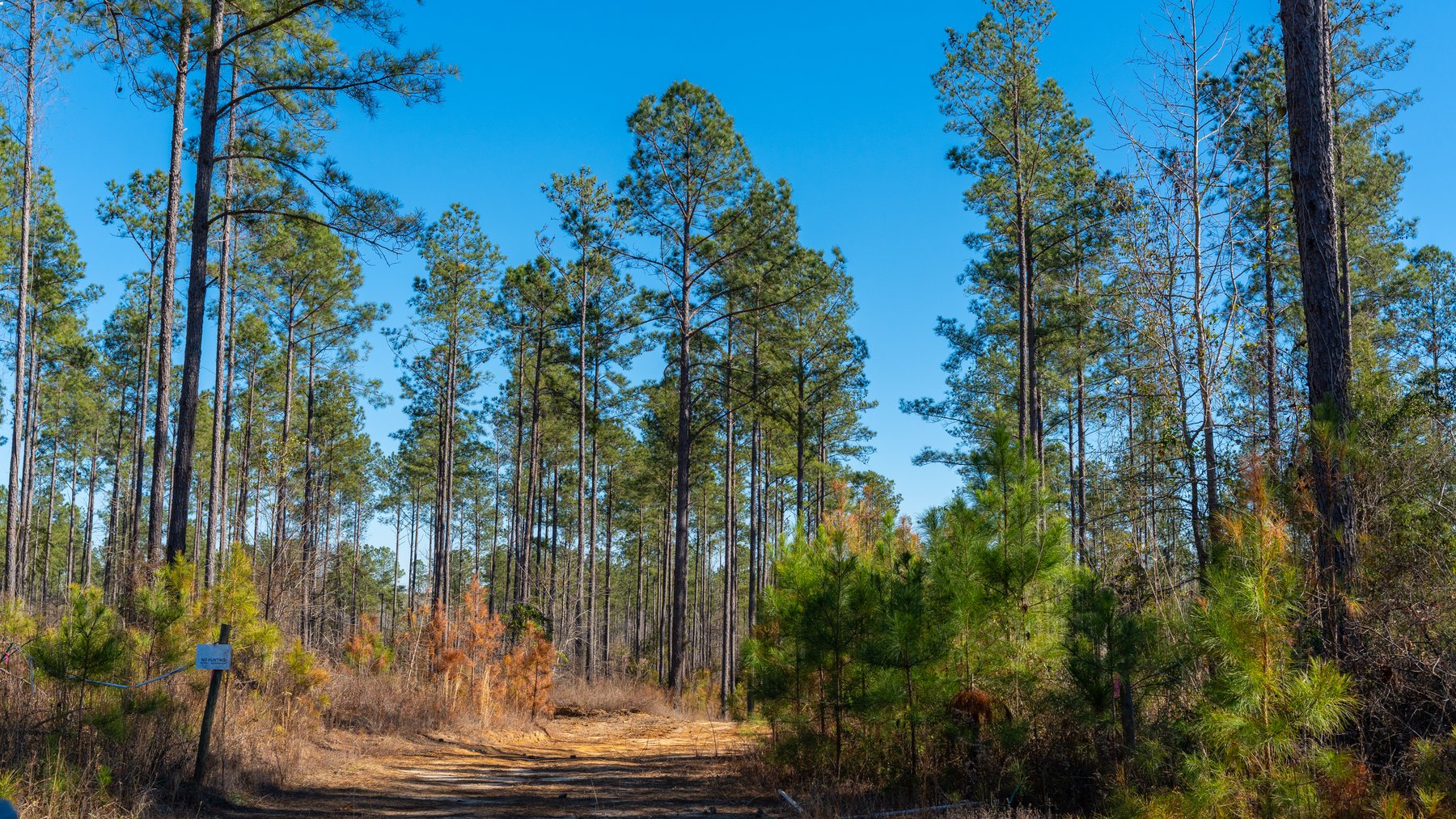 Image for 775± Total Acres - King Tract - Premium Plantation Pines - Large Timber Investment - Choctahatchee Creek Frontage