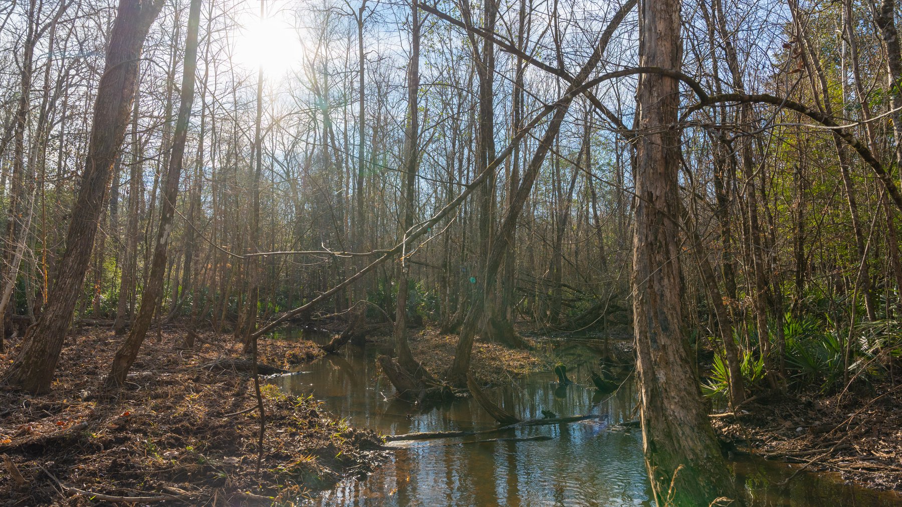 Image for 775± Total Acres - King Tract - Premium Plantation Pines - Large Timber Investment - Choctahatchee Creek Frontage