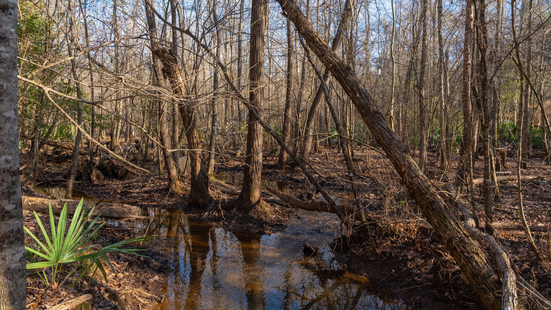 Image for 775± Total Acres - King Tract - Premium Plantation Pines - Large Timber Investment - Choctahatchee Creek Frontage