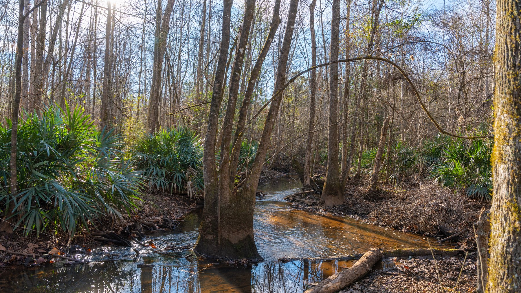 Image for 775± Total Acres - King Tract - Premium Plantation Pines - Large Timber Investment - Choctahatchee Creek Frontage