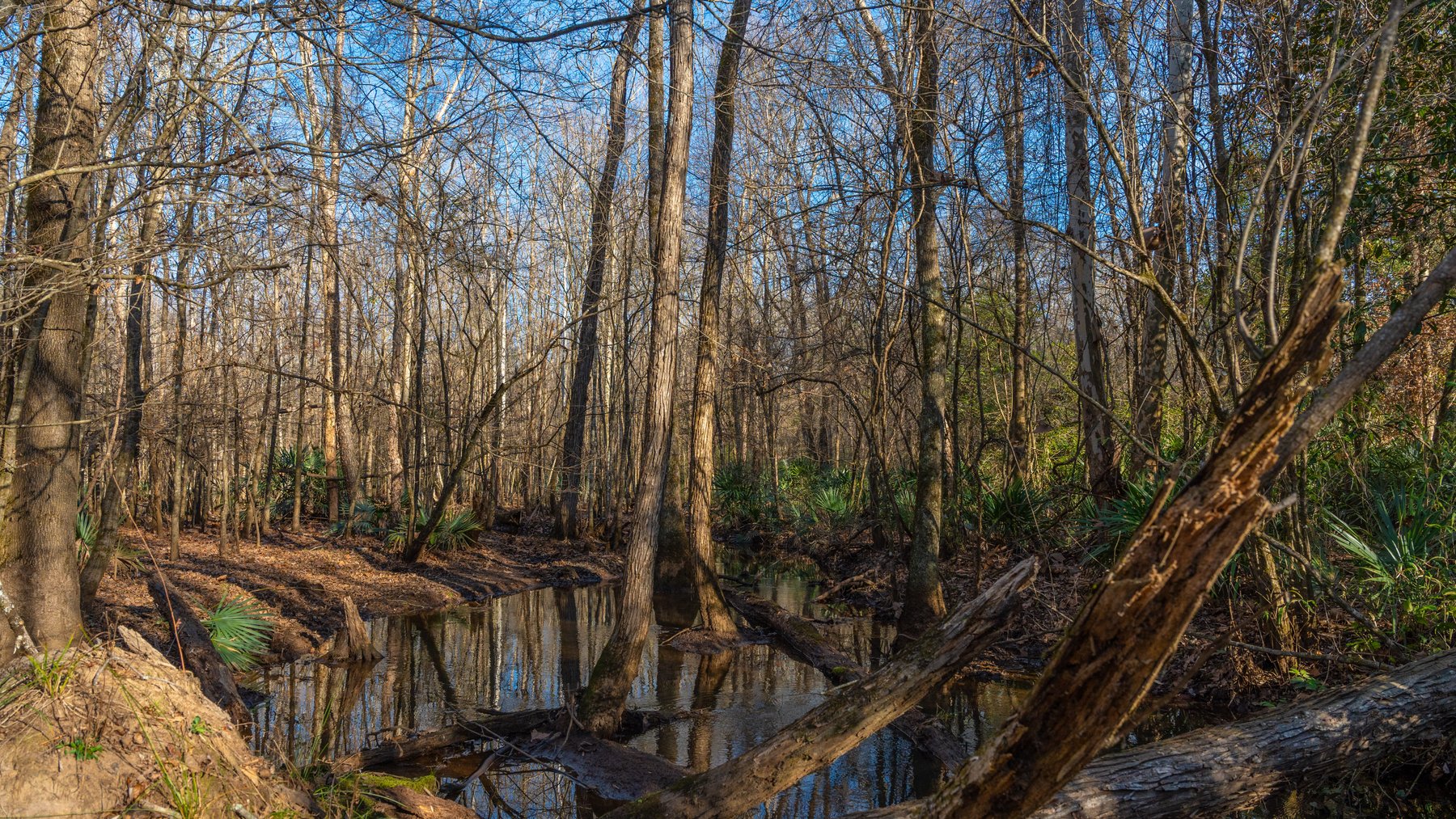 Image for 775± Total Acres - King Tract - Premium Plantation Pines - Large Timber Investment - Choctahatchee Creek Frontage