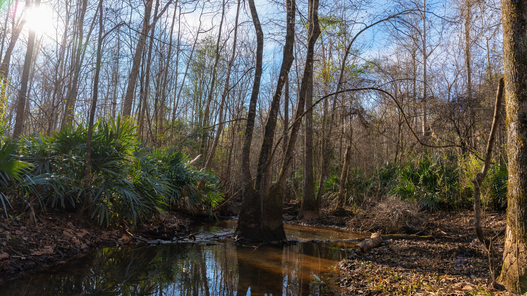 Image for 775± Total Acres - King Tract - Premium Plantation Pines - Large Timber Investment - Choctahatchee Creek Frontage