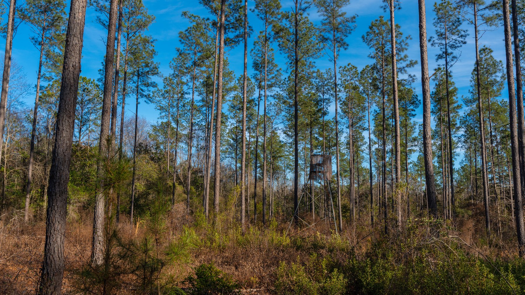 Image for 775± Total Acres - King Tract - Premium Plantation Pines - Large Timber Investment - Choctahatchee Creek Frontage