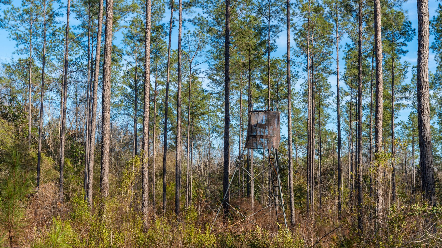 Image for 775± Total Acres - King Tract - Premium Plantation Pines - Large Timber Investment - Choctahatchee Creek Frontage