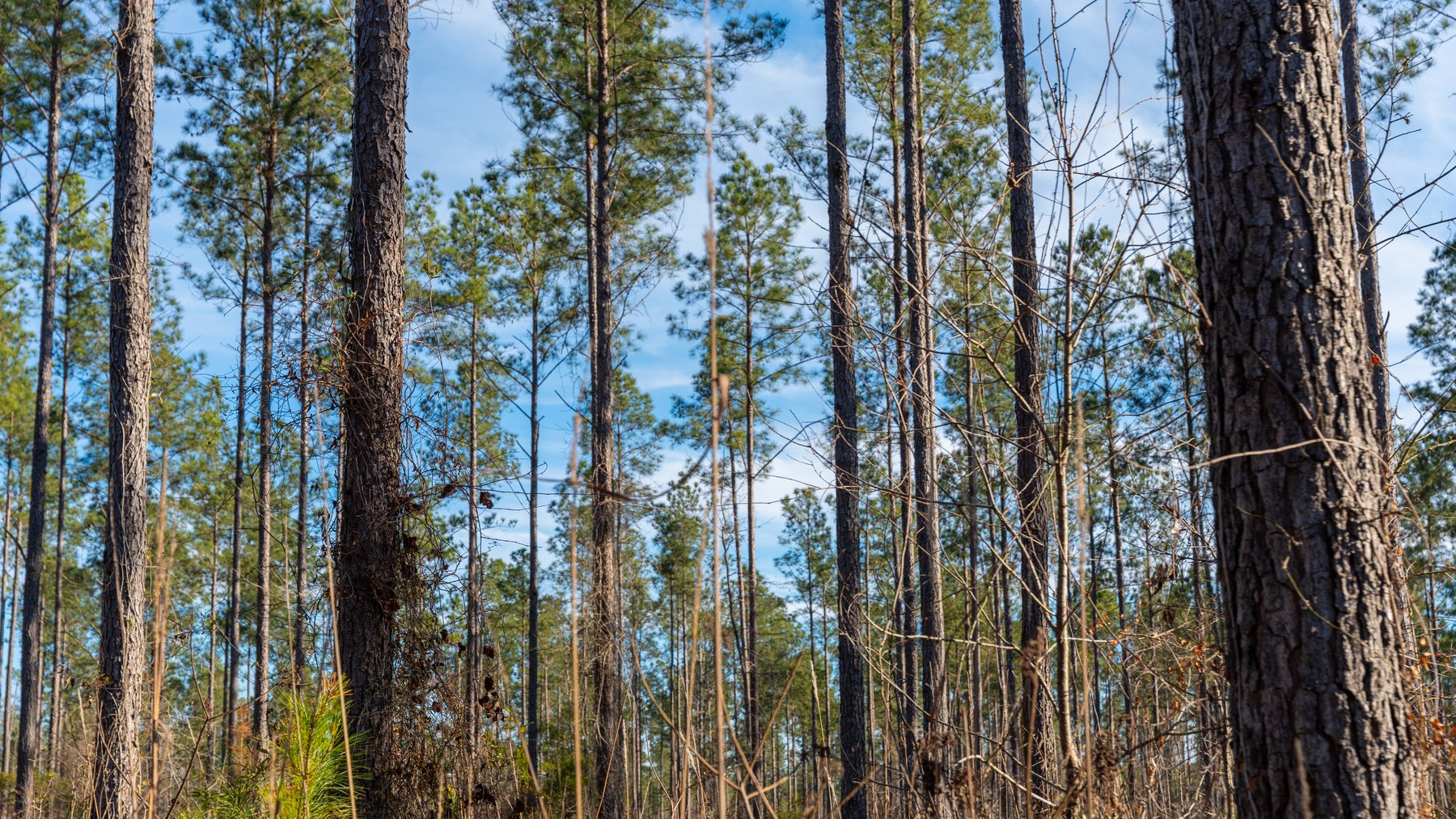 Image for 775± Total Acres - King Tract - Premium Plantation Pines - Large Timber Investment - Choctahatchee Creek Frontage