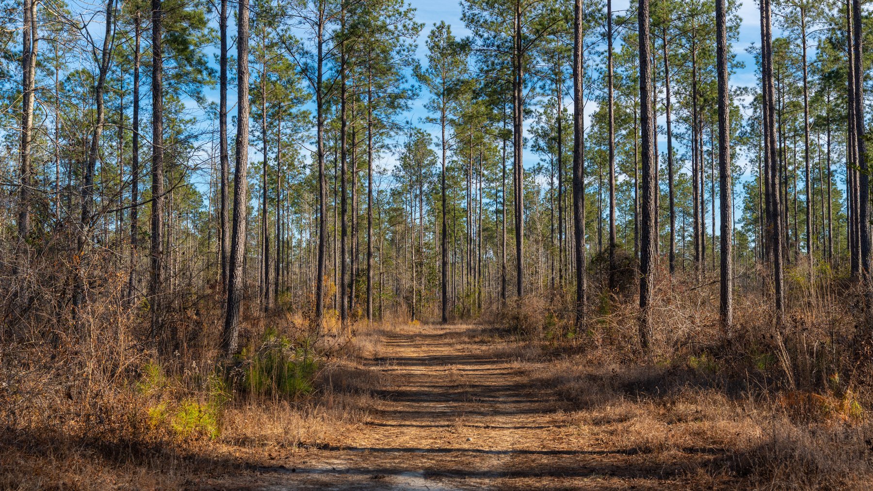 Image for 775± Total Acres - King Tract - Premium Plantation Pines - Large Timber Investment - Choctahatchee Creek Frontage