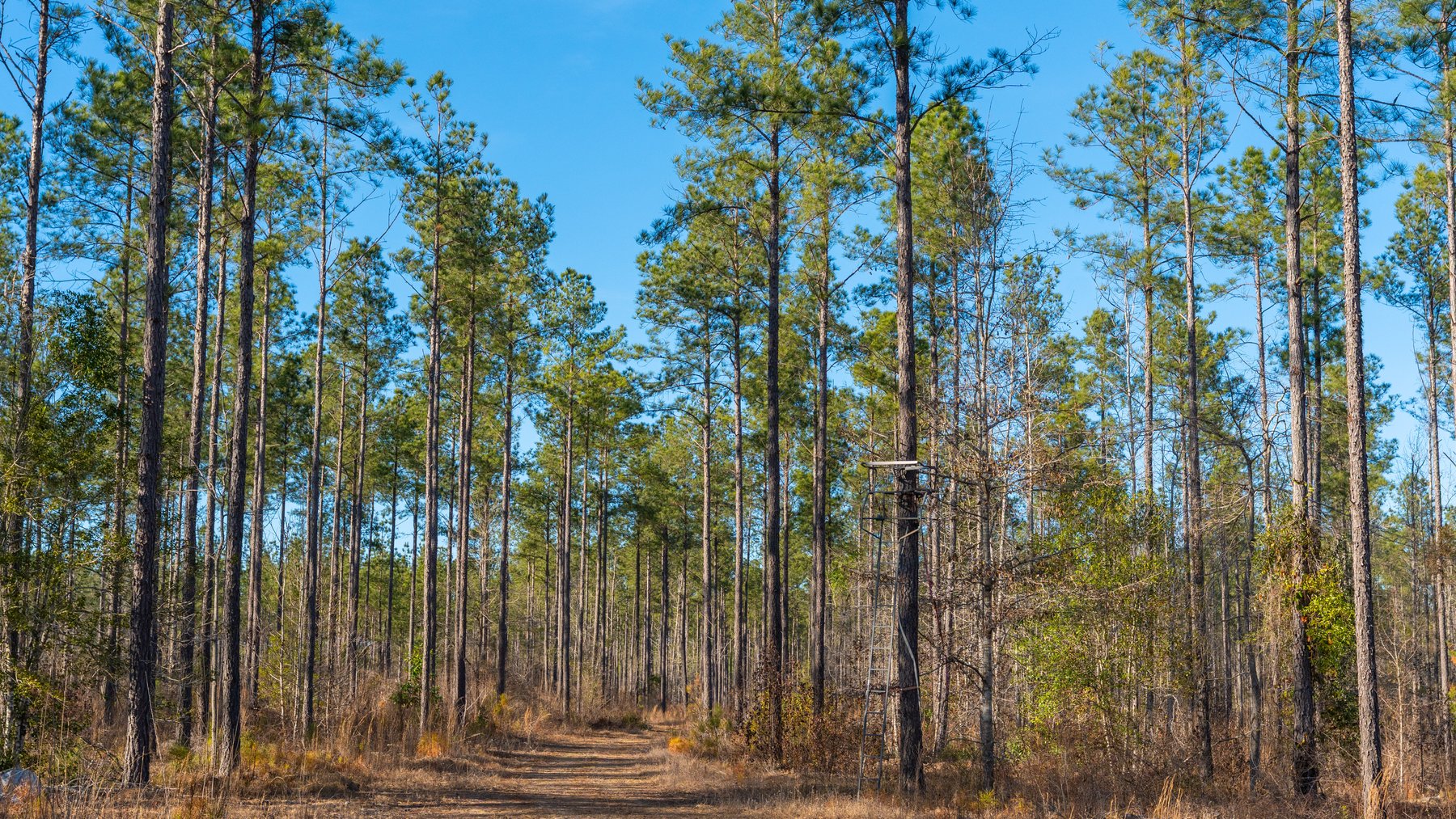Image for 775± Total Acres - King Tract - Premium Plantation Pines - Large Timber Investment - Choctahatchee Creek Frontage