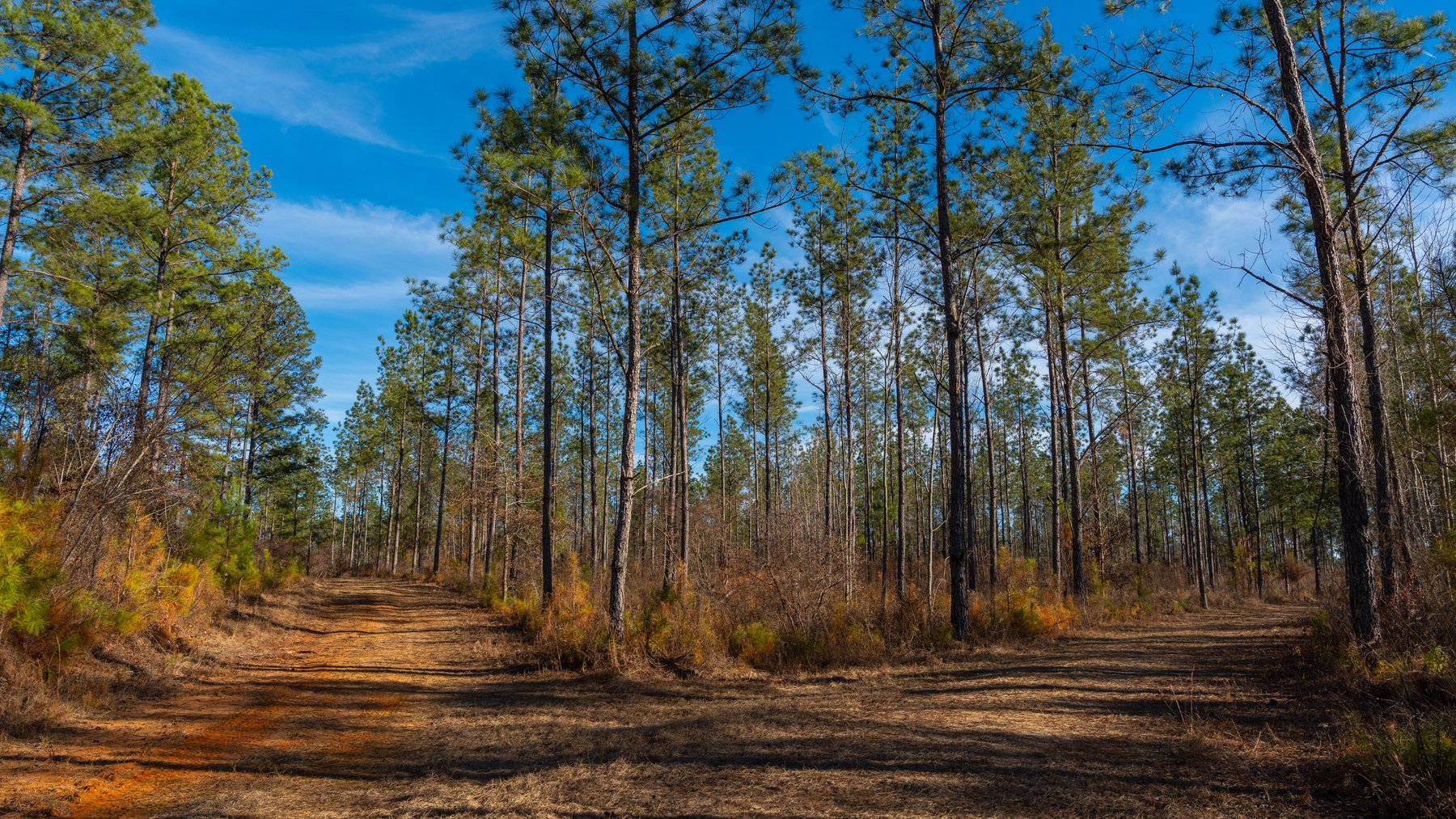 Image for 775± Total Acres - King Tract - Premium Plantation Pines - Large Timber Investment - Choctahatchee Creek Frontage