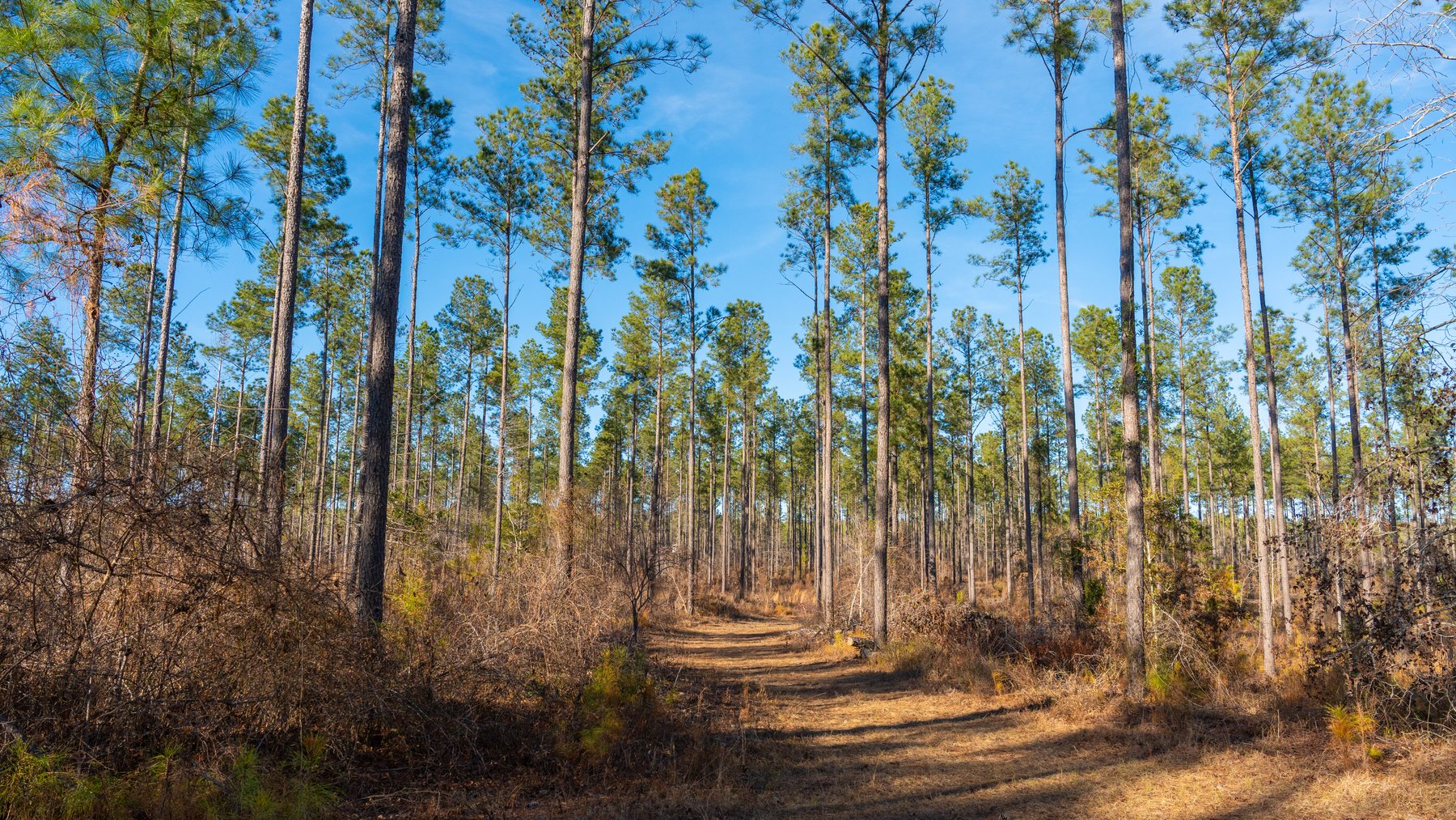 Image for 775± Total Acres - King Tract - Premium Plantation Pines - Large Timber Investment - Choctahatchee Creek Frontage