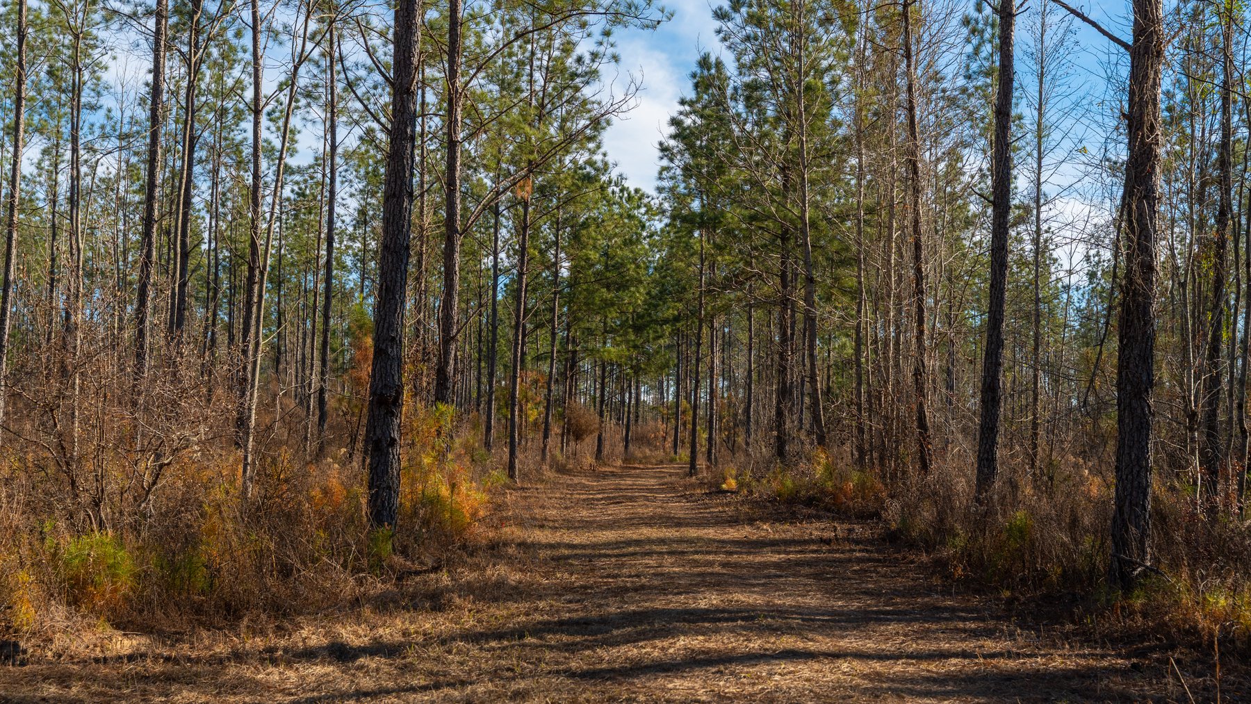 Image for 775± Total Acres - King Tract - Premium Plantation Pines - Large Timber Investment - Choctahatchee Creek Frontage