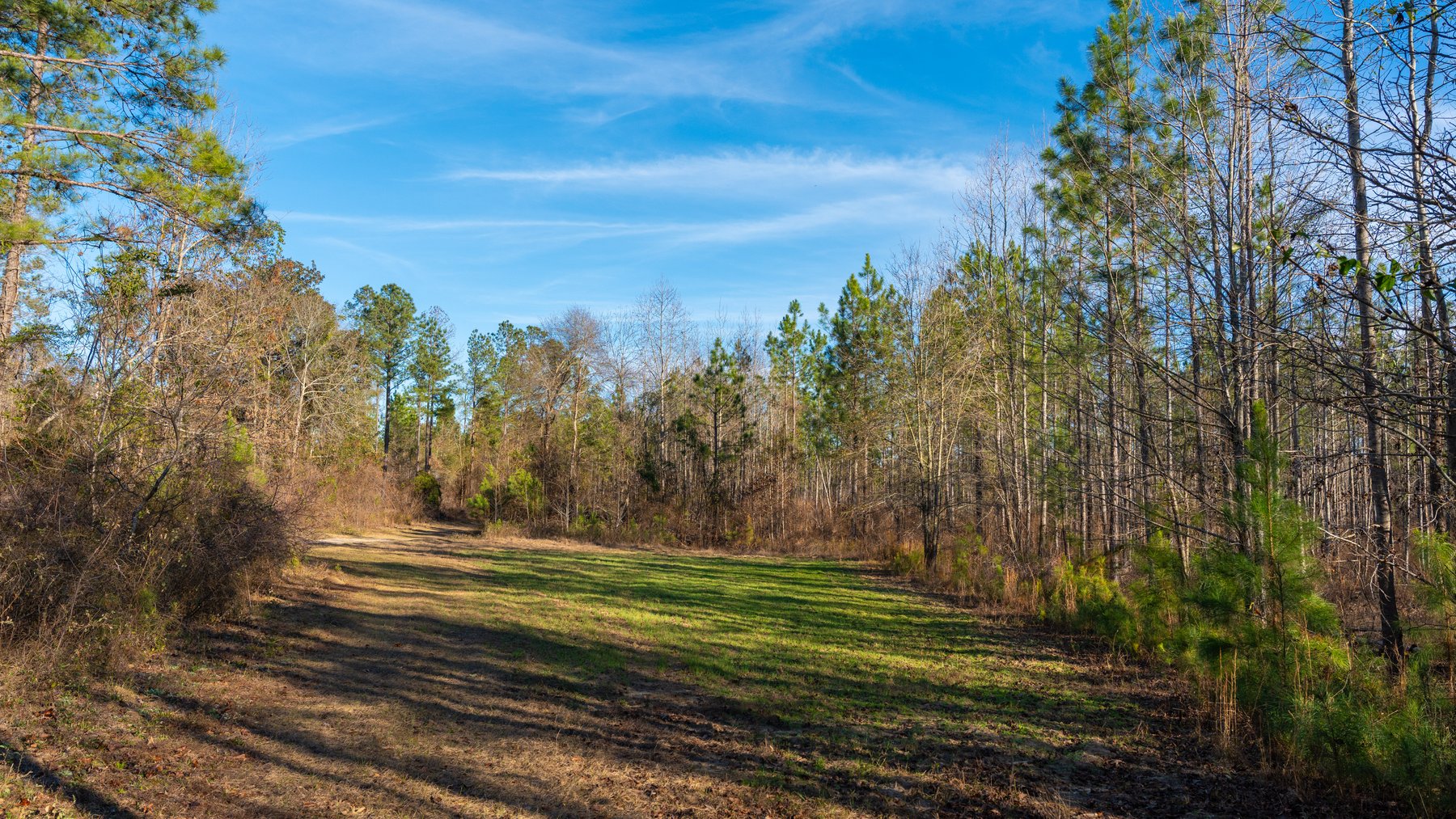 Image for 775± Total Acres - King Tract - Premium Plantation Pines - Large Timber Investment - Choctahatchee Creek Frontage