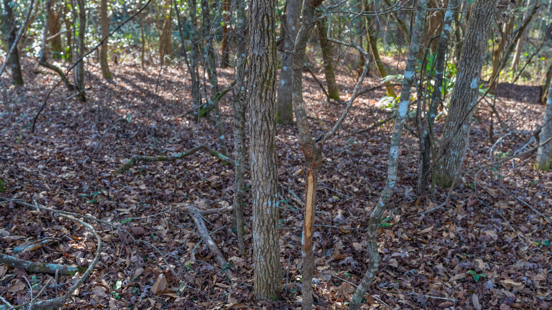 Image for 775± Total Acres - King Tract - Premium Plantation Pines - Large Timber Investment - Choctahatchee Creek Frontage