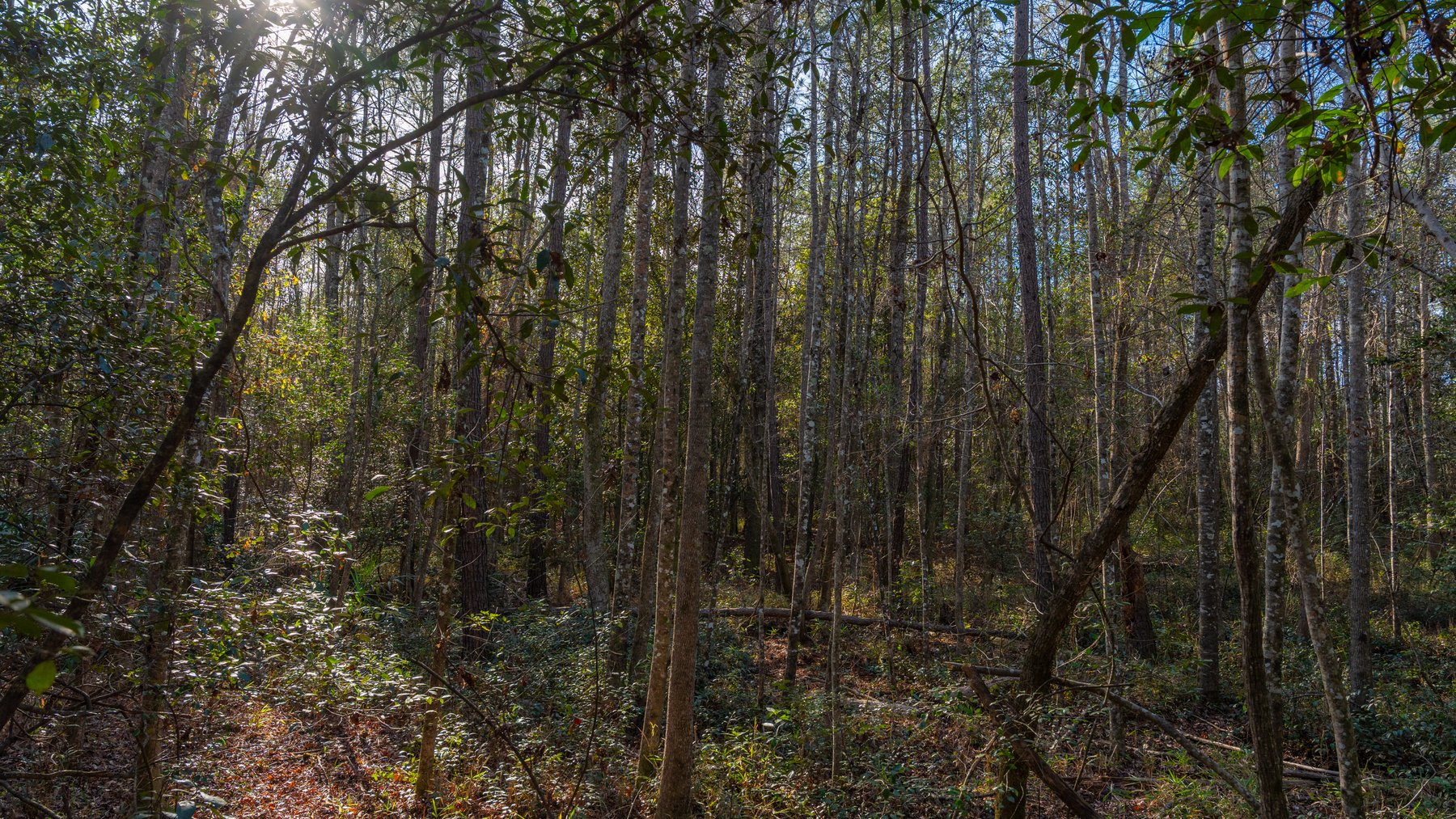 Image for 775± Total Acres - King Tract - Premium Plantation Pines - Large Timber Investment - Choctahatchee Creek Frontage