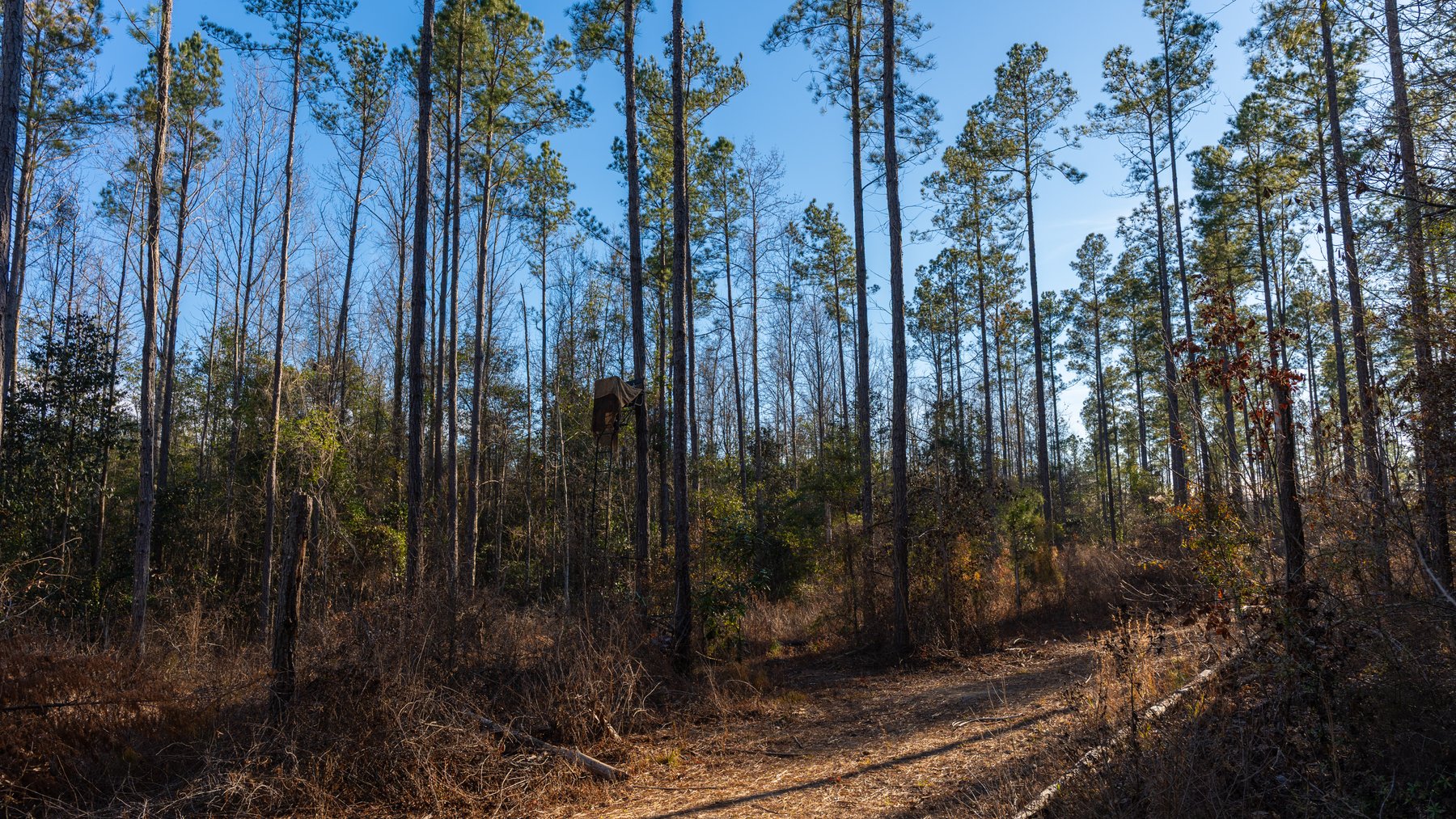 Image for 775± Total Acres - King Tract - Premium Plantation Pines - Large Timber Investment - Choctahatchee Creek Frontage