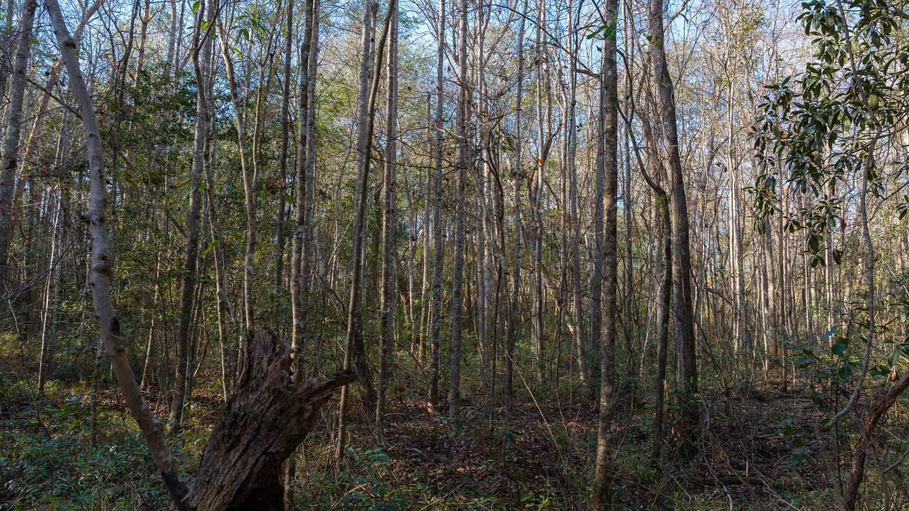 Image for 775± Total Acres - King Tract - Premium Plantation Pines - Large Timber Investment - Choctahatchee Creek Frontage