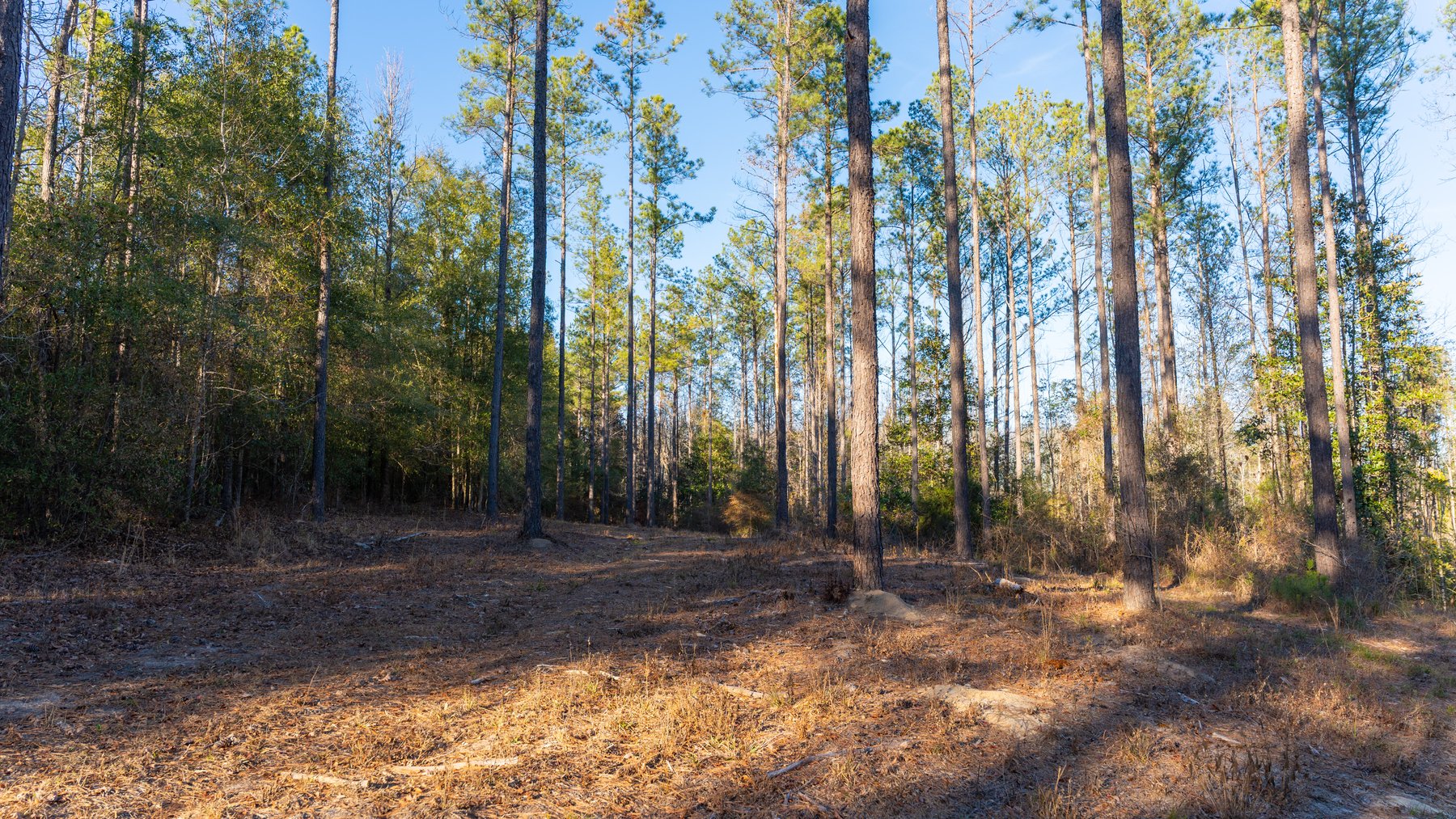 Image for 775± Total Acres - King Tract - Premium Plantation Pines - Large Timber Investment - Choctahatchee Creek Frontage