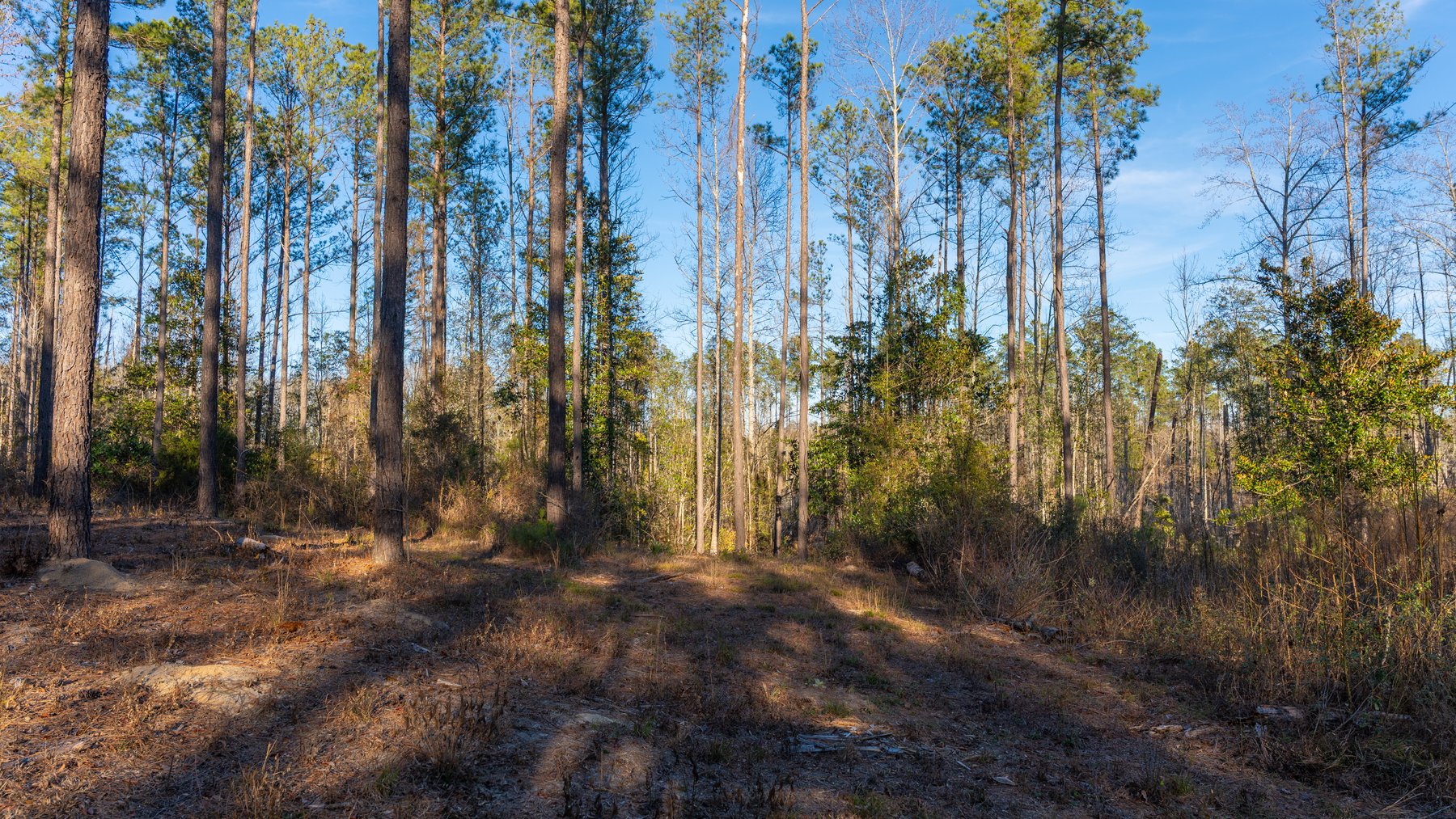 Image for 775± Total Acres - King Tract - Premium Plantation Pines - Large Timber Investment - Choctahatchee Creek Frontage