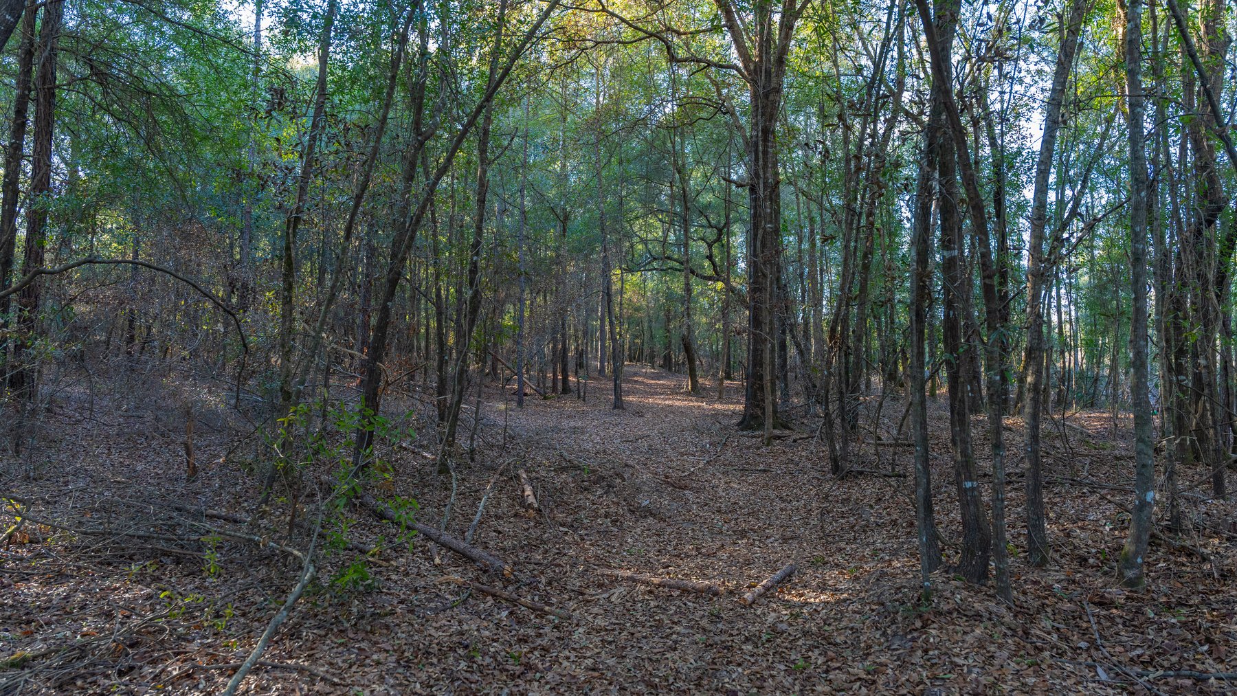 Image for 775± Total Acres - King Tract - Premium Plantation Pines - Large Timber Investment - Choctahatchee Creek Frontage