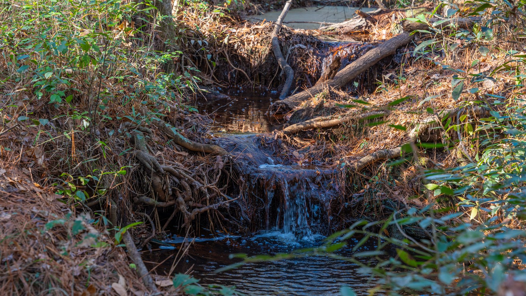 Image for 775± Total Acres - King Tract - Premium Plantation Pines - Large Timber Investment - Choctahatchee Creek Frontage