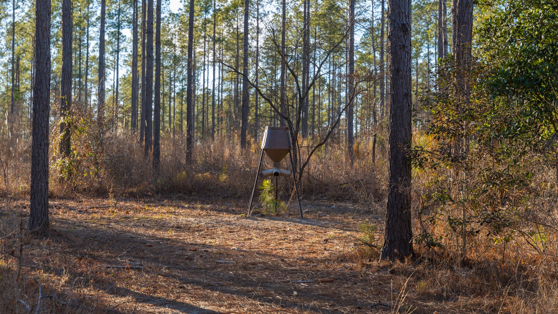 Image for 775± Total Acres - King Tract - Premium Plantation Pines - Large Timber Investment - Choctahatchee Creek Frontage