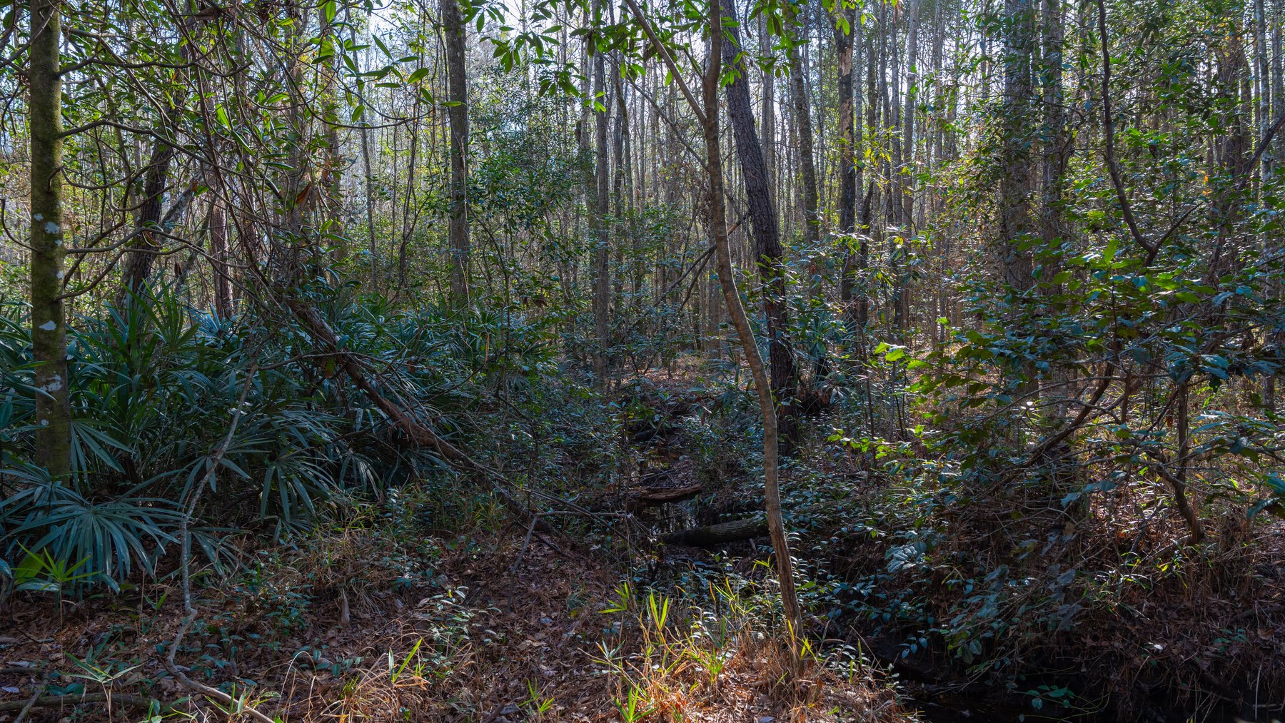 Image for 775± Total Acres - King Tract - Premium Plantation Pines - Large Timber Investment - Choctahatchee Creek Frontage