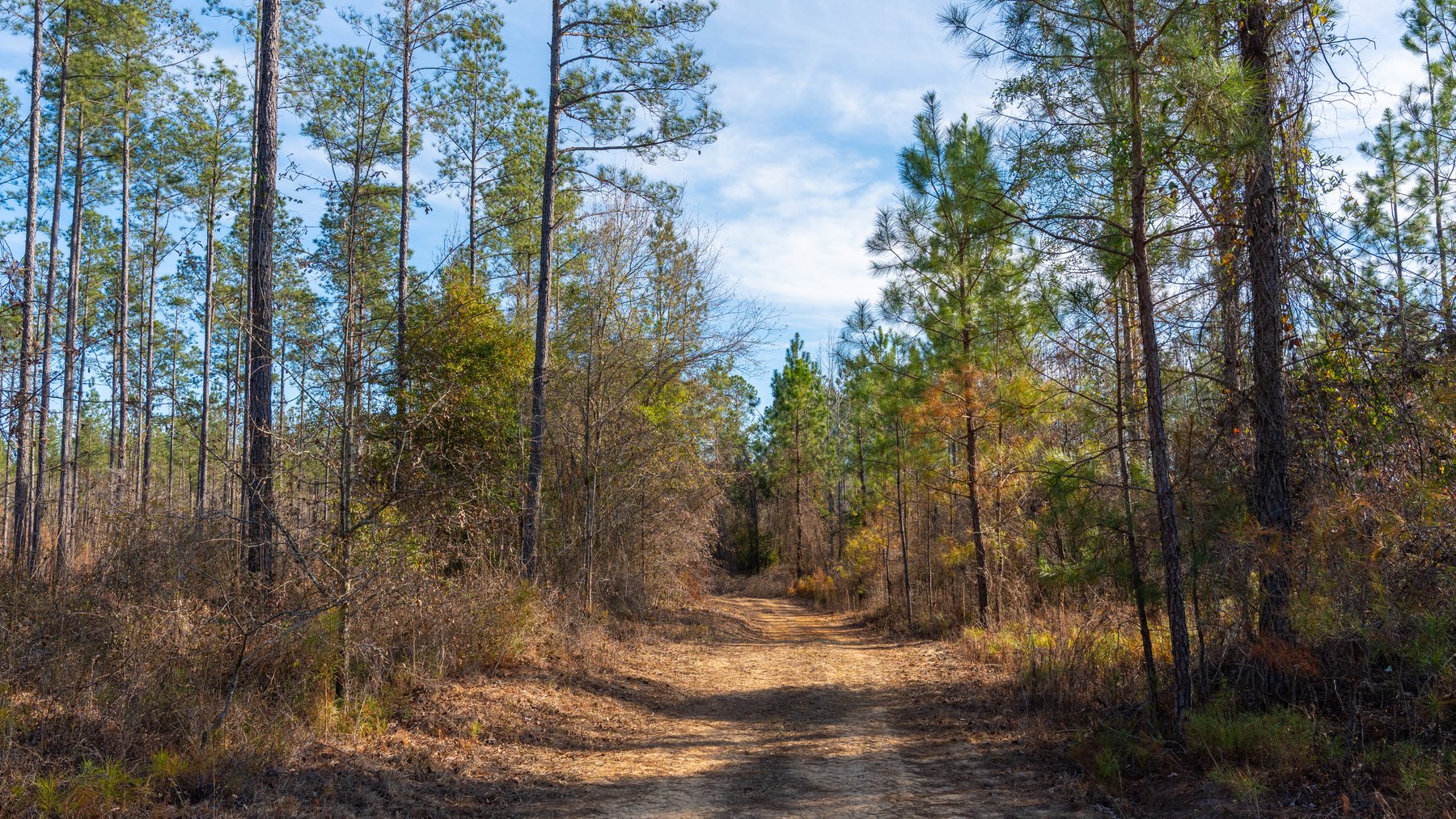 Image for 775± Total Acres - King Tract - Premium Plantation Pines - Large Timber Investment - Choctahatchee Creek Frontage