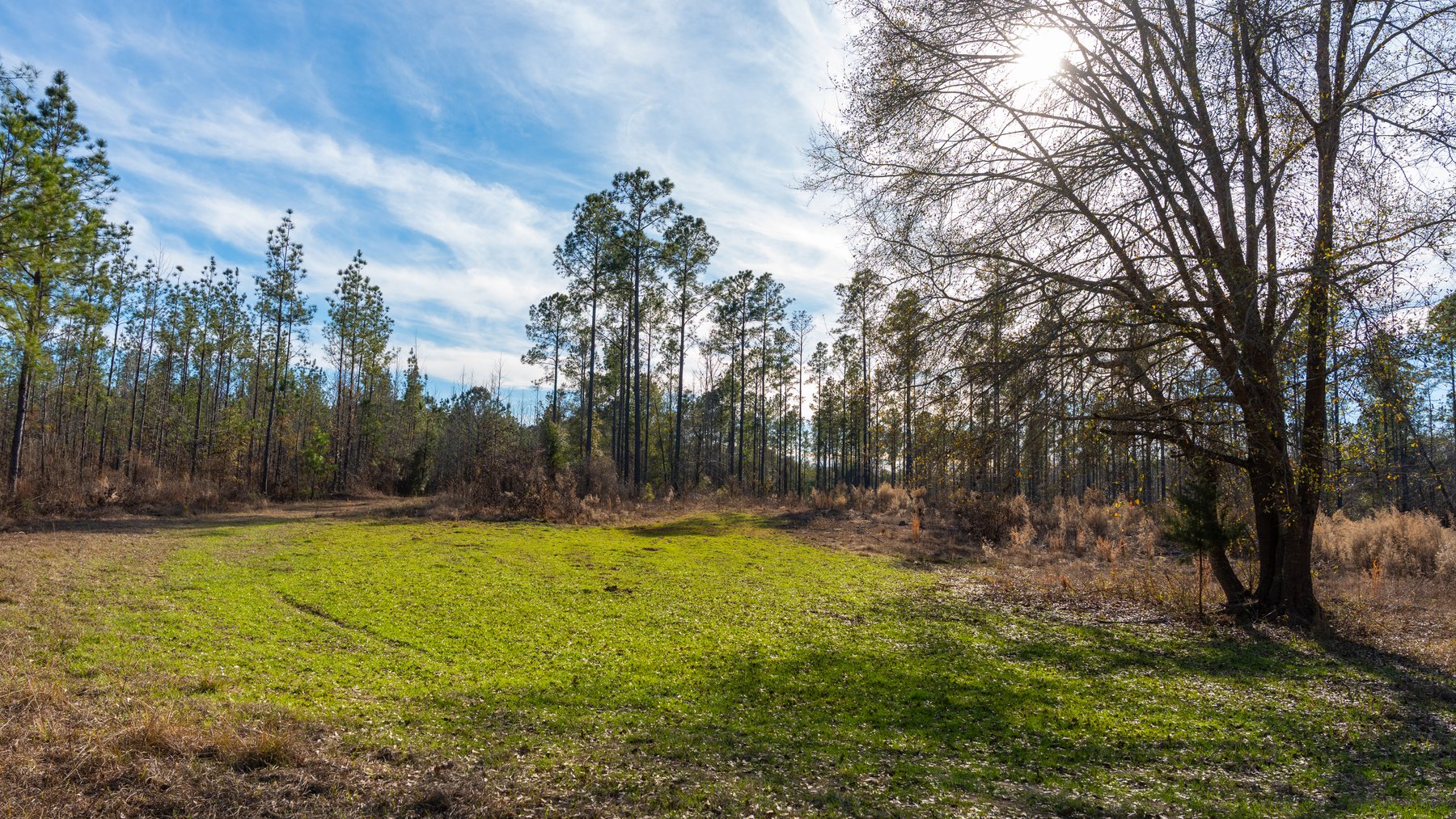 Image for 775± Total Acres - King Tract - Premium Plantation Pines - Large Timber Investment - Choctahatchee Creek Frontage