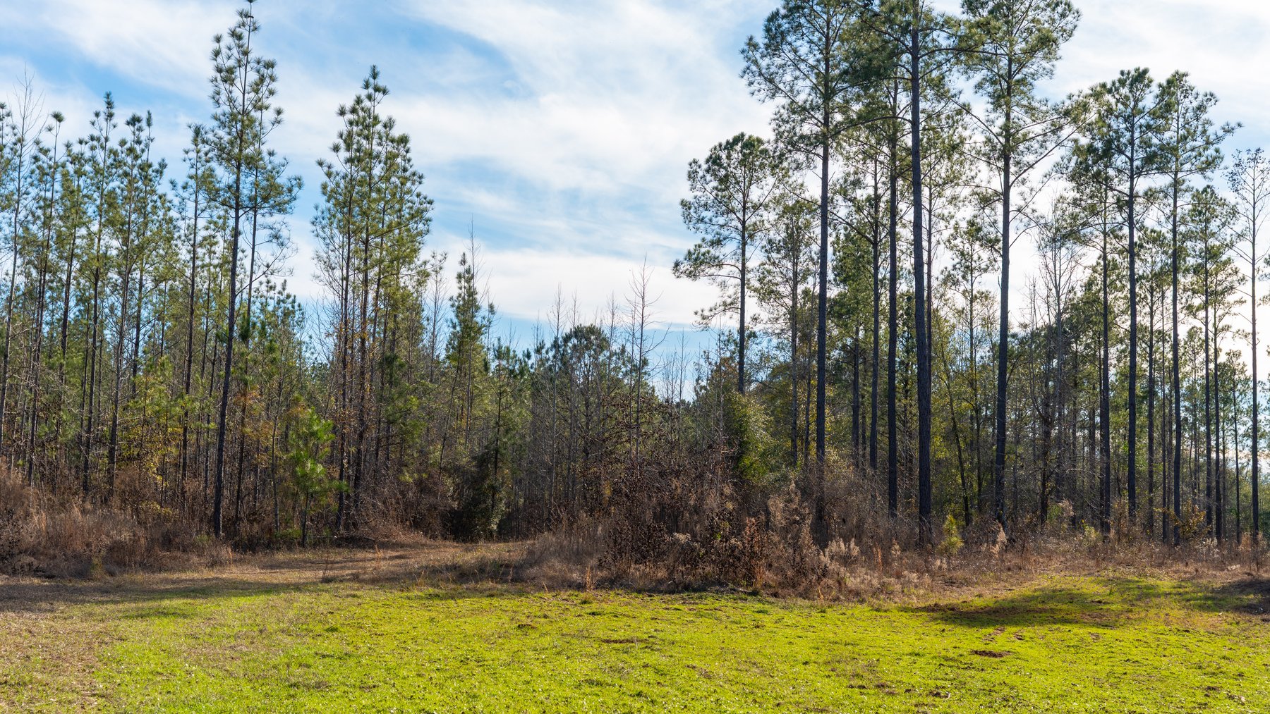 Image for 775± Total Acres - King Tract - Premium Plantation Pines - Large Timber Investment - Choctahatchee Creek Frontage