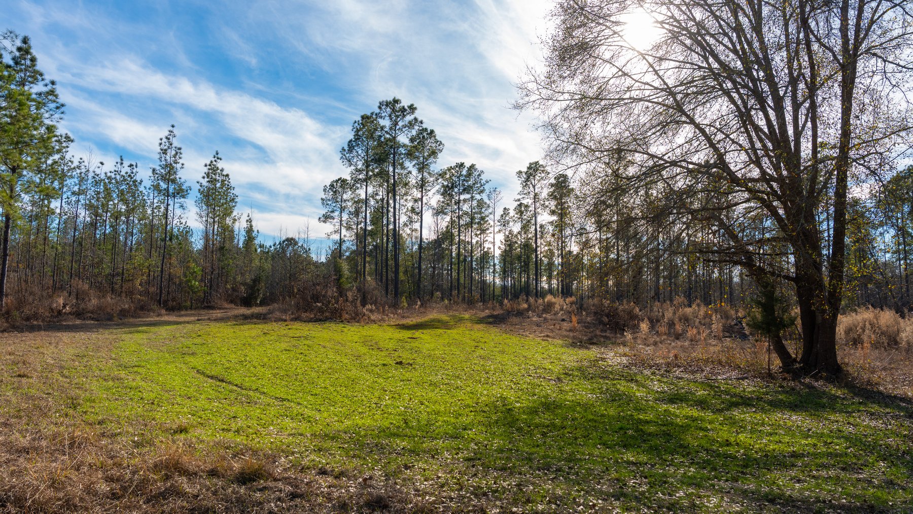 Image for 775± Total Acres - King Tract - Premium Plantation Pines - Large Timber Investment - Choctahatchee Creek Frontage