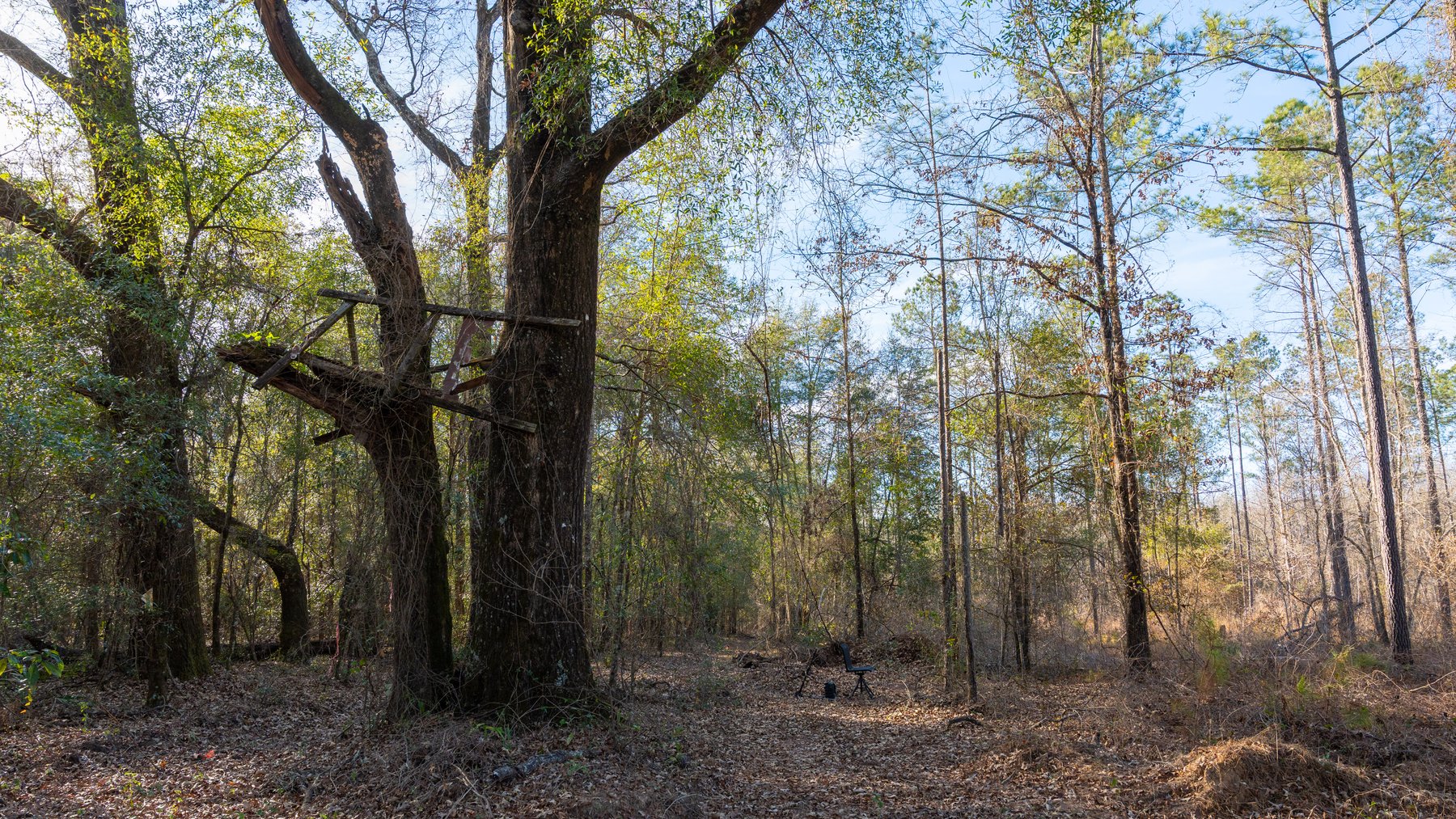 Image for 775± Total Acres - King Tract - Premium Plantation Pines - Large Timber Investment - Choctahatchee Creek Frontage