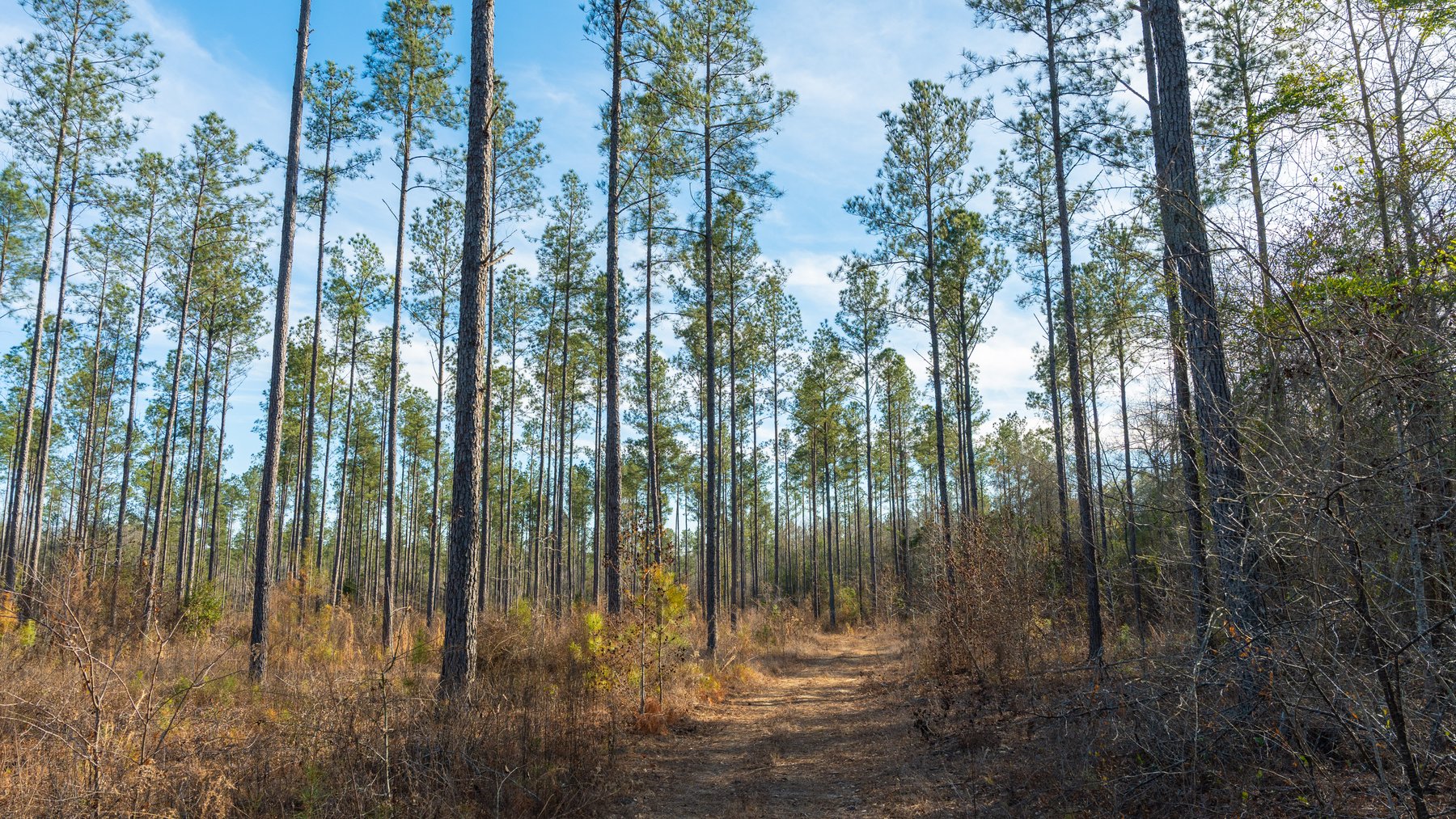 Image for 775± Total Acres - King Tract - Premium Plantation Pines - Large Timber Investment - Choctahatchee Creek Frontage