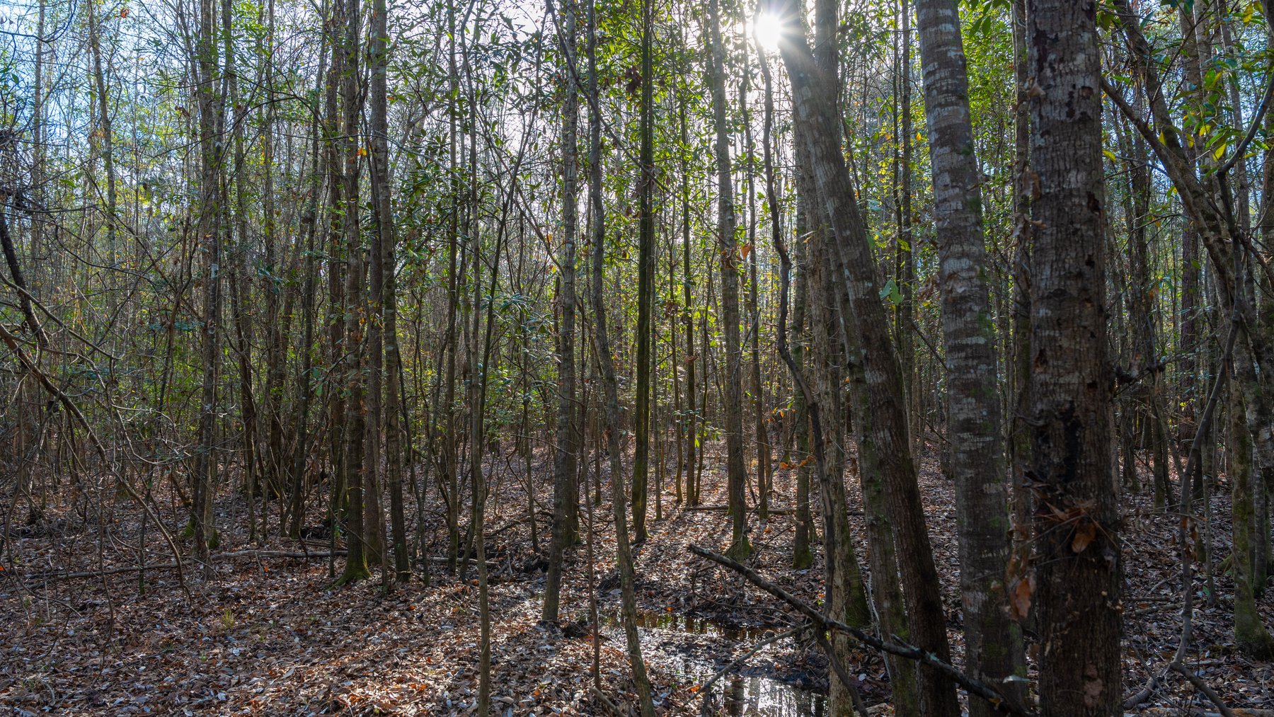 Image for 775± Total Acres - King Tract - Premium Plantation Pines - Large Timber Investment - Choctahatchee Creek Frontage