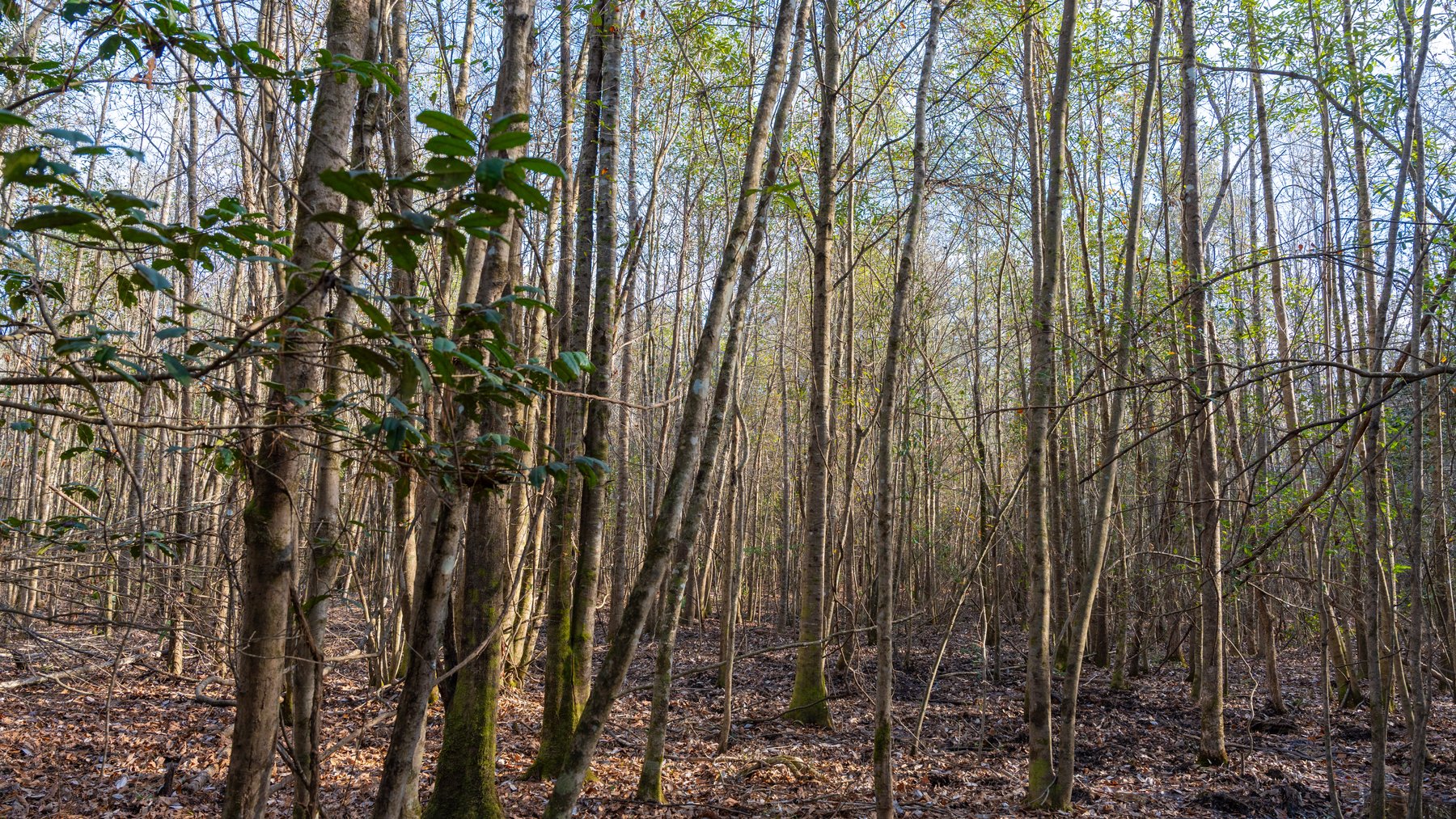 Image for 775± Total Acres - King Tract - Premium Plantation Pines - Large Timber Investment - Choctahatchee Creek Frontage