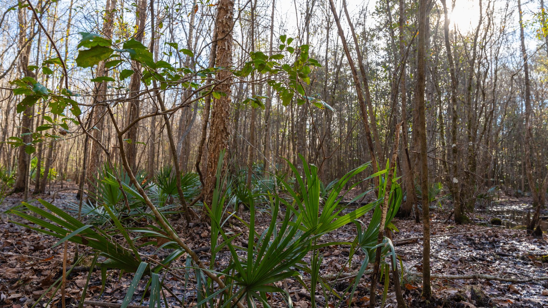 Image for 775± Total Acres - King Tract - Premium Plantation Pines - Large Timber Investment - Choctahatchee Creek Frontage