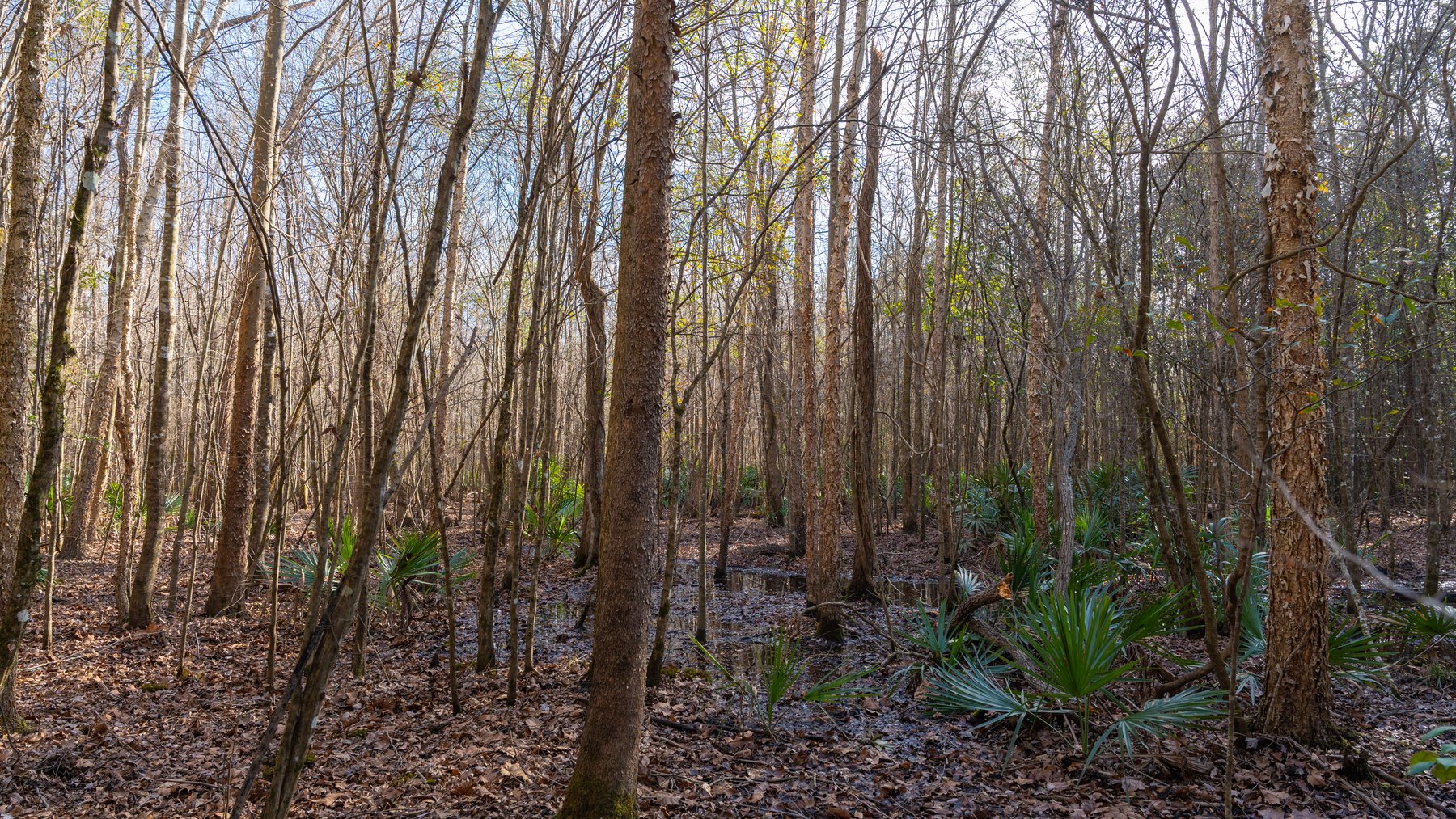 Image for 775± Total Acres - King Tract - Premium Plantation Pines - Large Timber Investment - Choctahatchee Creek Frontage