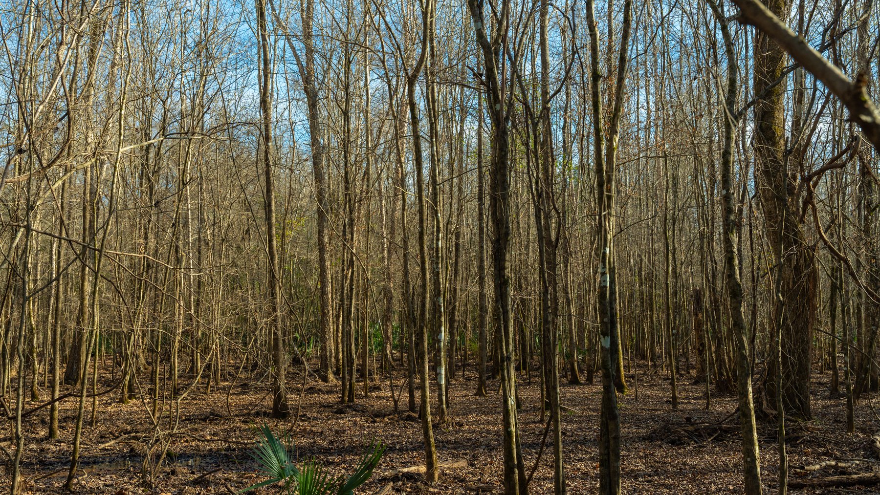 Image for 775± Total Acres - King Tract - Premium Plantation Pines - Large Timber Investment - Choctahatchee Creek Frontage