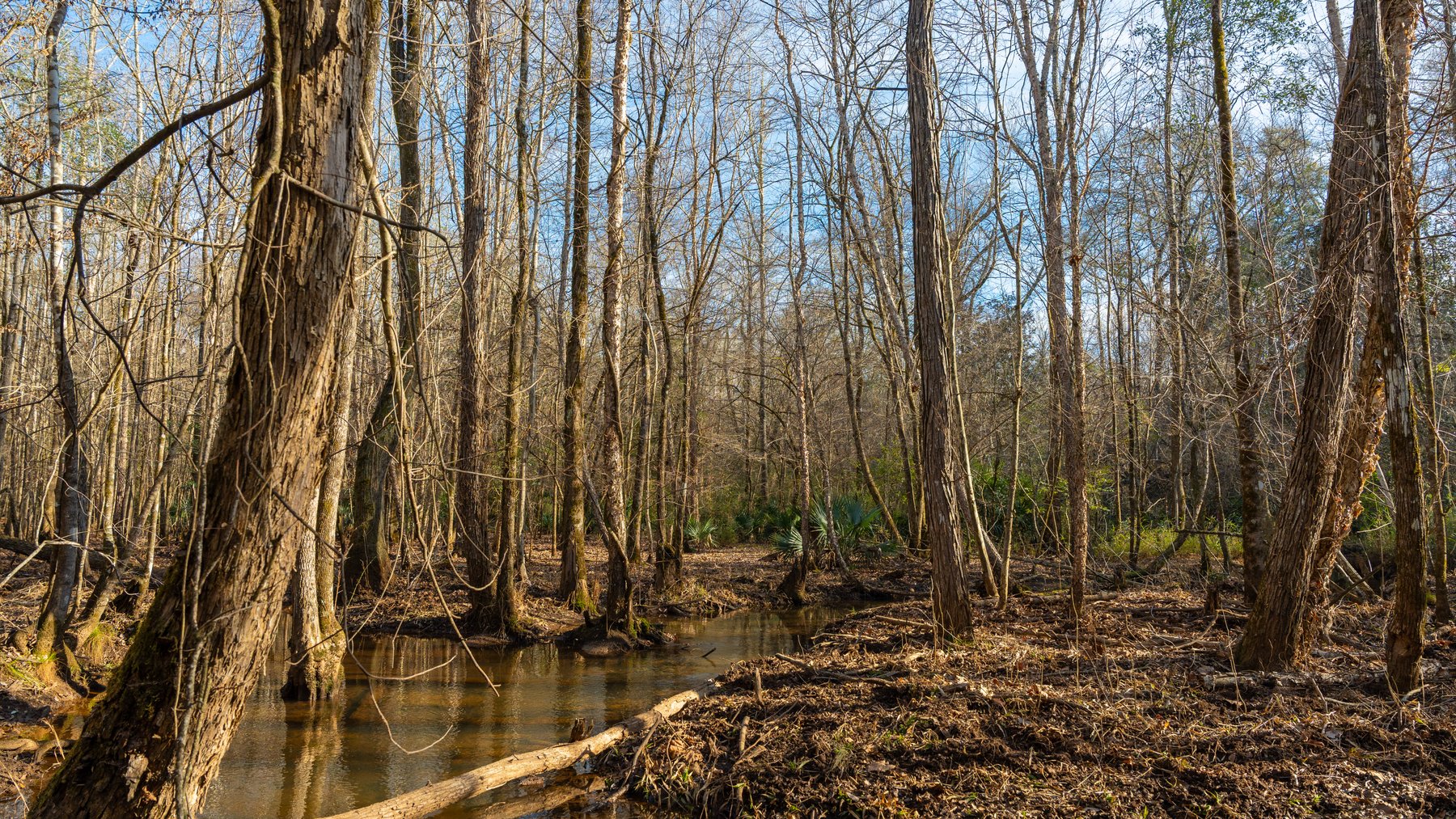 Image for 775± Total Acres - King Tract - Premium Plantation Pines - Large Timber Investment - Choctahatchee Creek Frontage