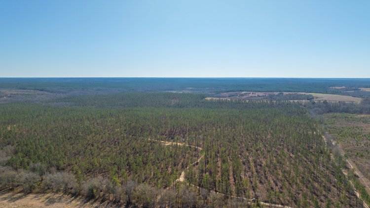 Image for 450± Total Acres - Jefferson Tract North - Exceptional Timber Investment - Plantation Pines & Lanahassee Creek Frontage