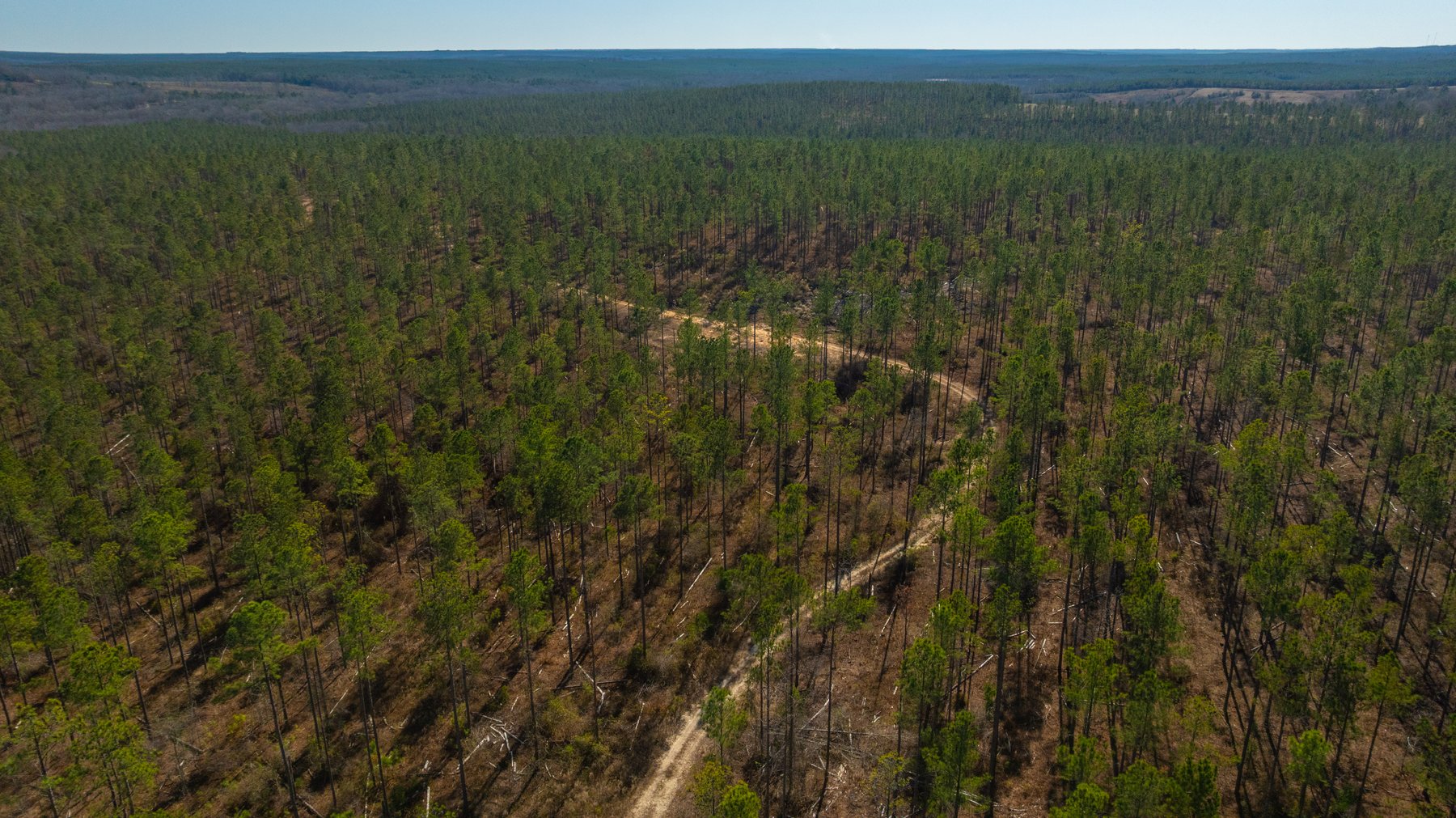 Image for 450± Total Acres - Jefferson Tract North - Exceptional Timber Investment - Plantation Pines & Lanahassee Creek Frontage