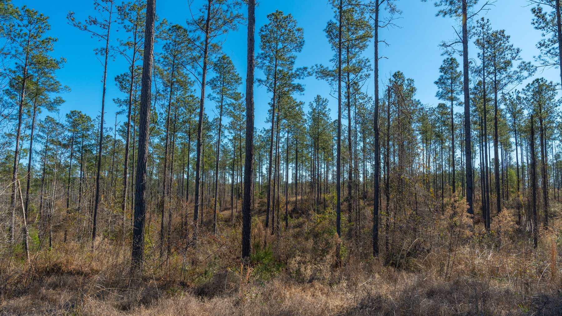 Image for 450± Total Acres - Jefferson Tract North - Exceptional Timber Investment - Plantation Pines & Lanahassee Creek Frontage