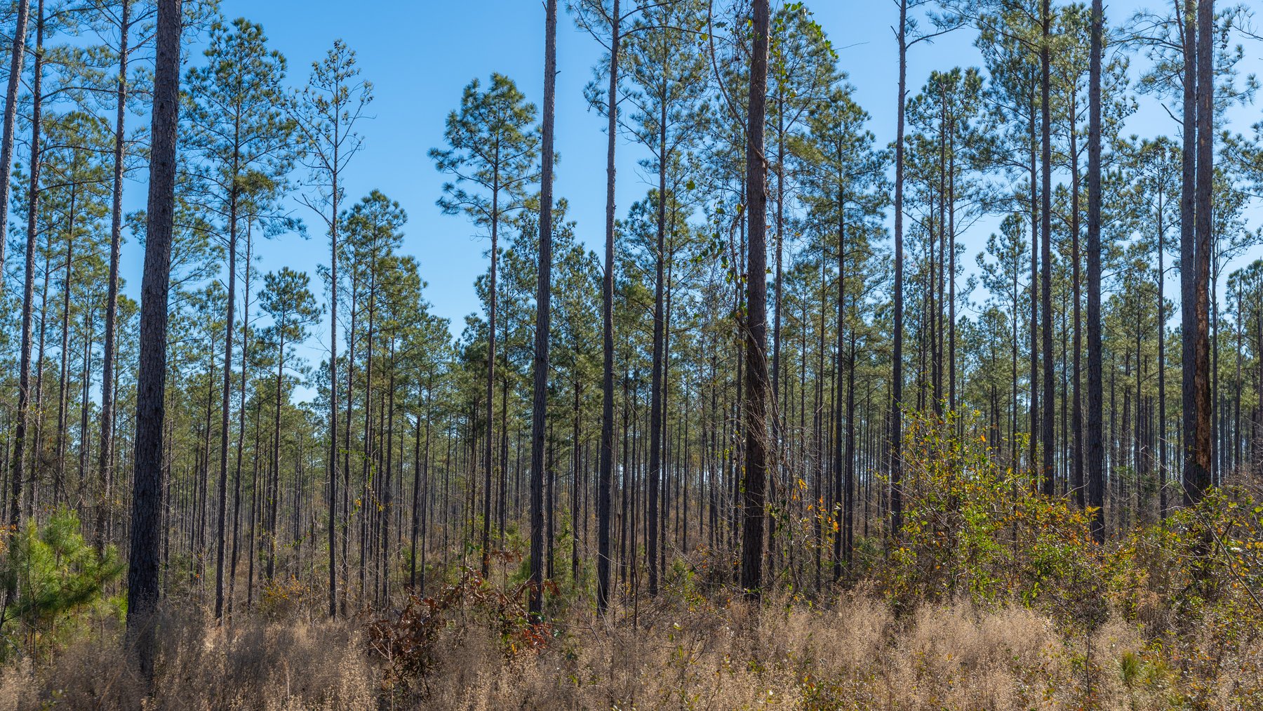 Image for 450± Total Acres - Jefferson Tract North - Exceptional Timber Investment - Plantation Pines & Lanahassee Creek Frontage