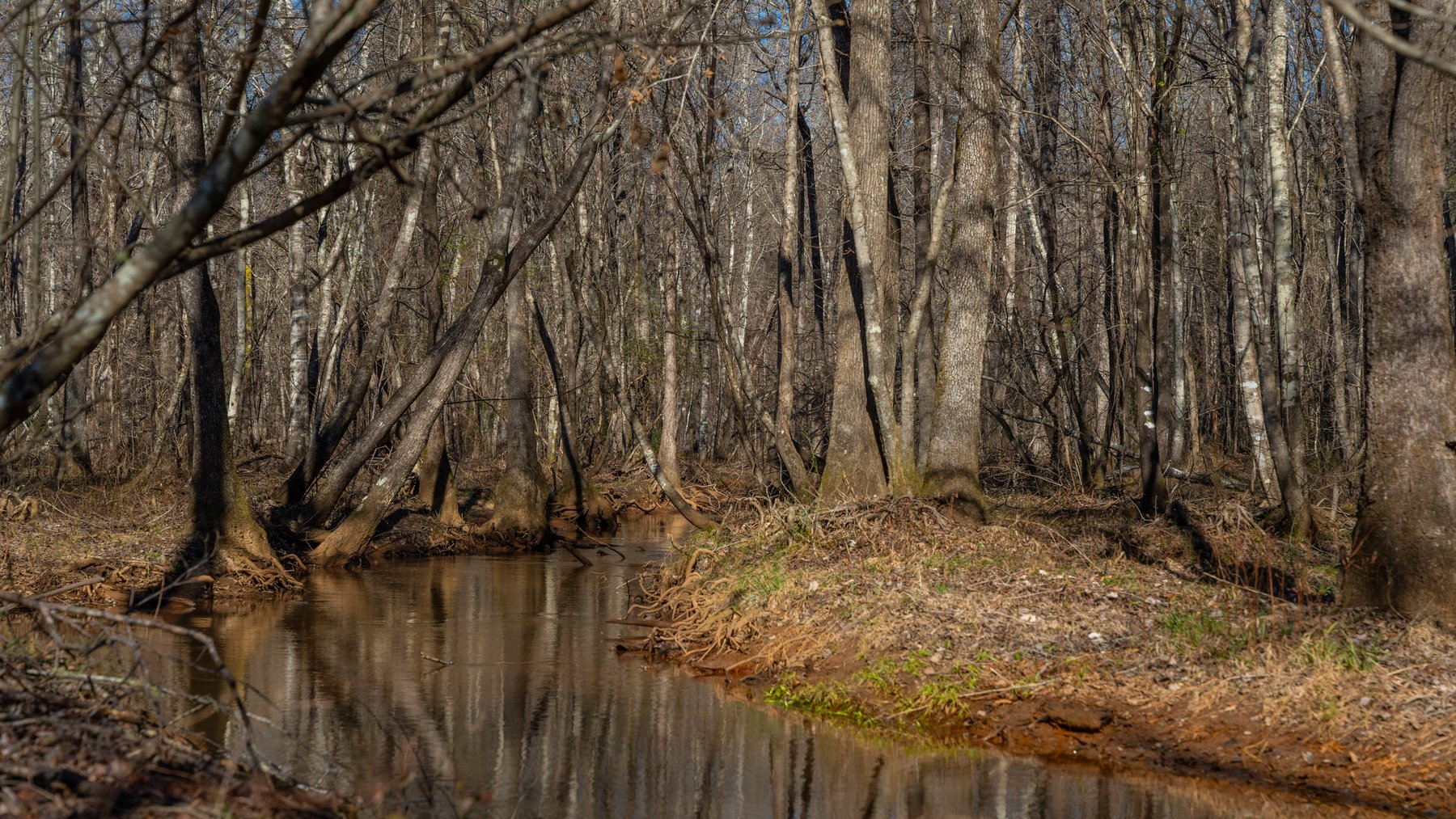 Image for 450± Total Acres - Jefferson Tract North - Exceptional Timber Investment - Plantation Pines & Lanahassee Creek Frontage