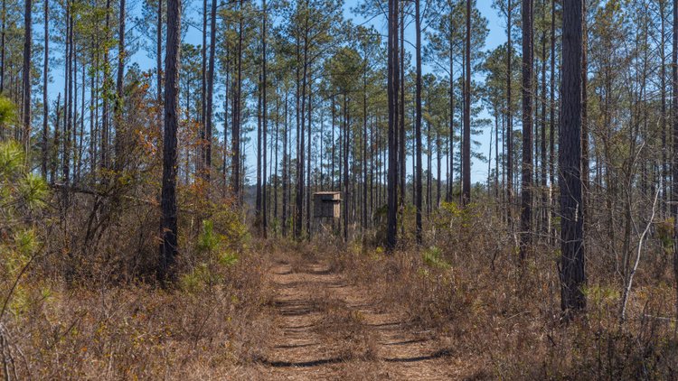Image for 450± Total Acres - Jefferson Tract North - Exceptional Timber Investment - Plantation Pines & Lanahassee Creek Frontage