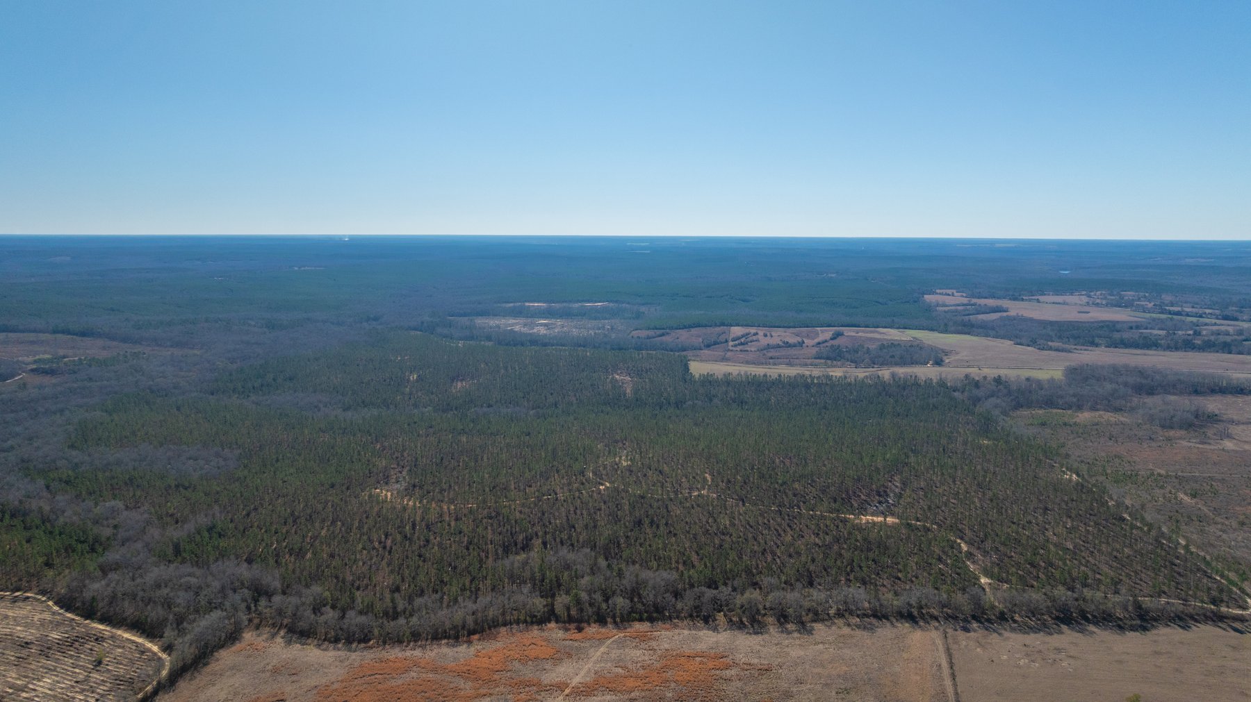Image for 450± Total Acres - Jefferson Tract North - Exceptional Timber Investment - Plantation Pines & Lanahassee Creek Frontage
